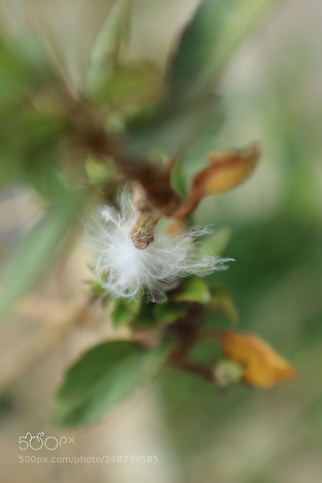 Canon EOS M10 sample photo. Feather - fluffy photography