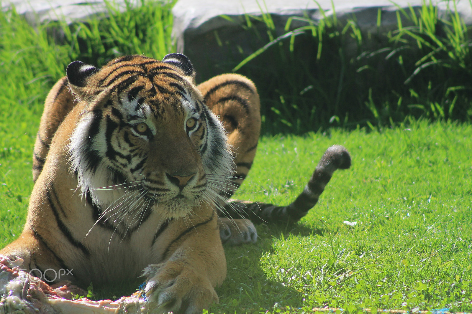 Canon EF 75-300mm f/4-5.6 sample photo. Tiger photography