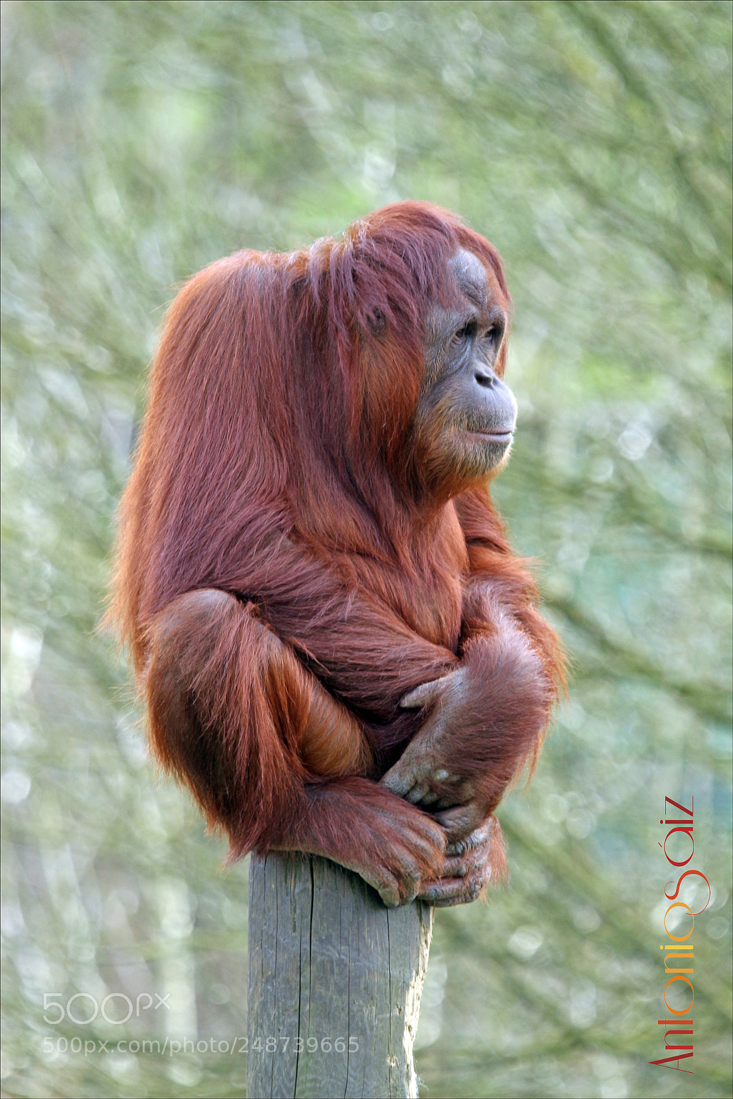 Canon EOS 700D (EOS Rebel T5i / EOS Kiss X7i) sample photo. Orangutana photography