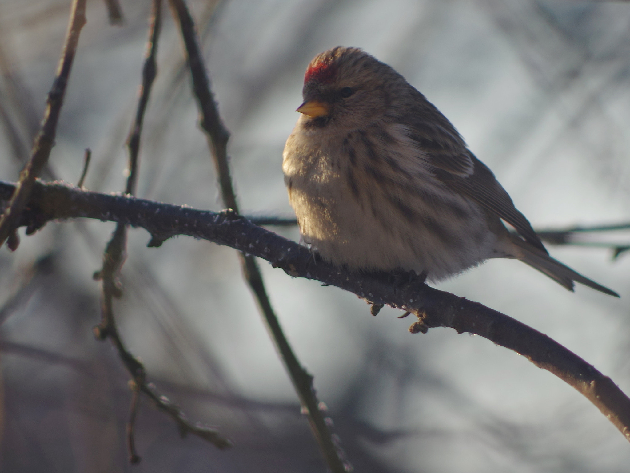 Pentax smc DA 55-300mm F4.0-5.8 ED sample photo. (carduelis flammea photography