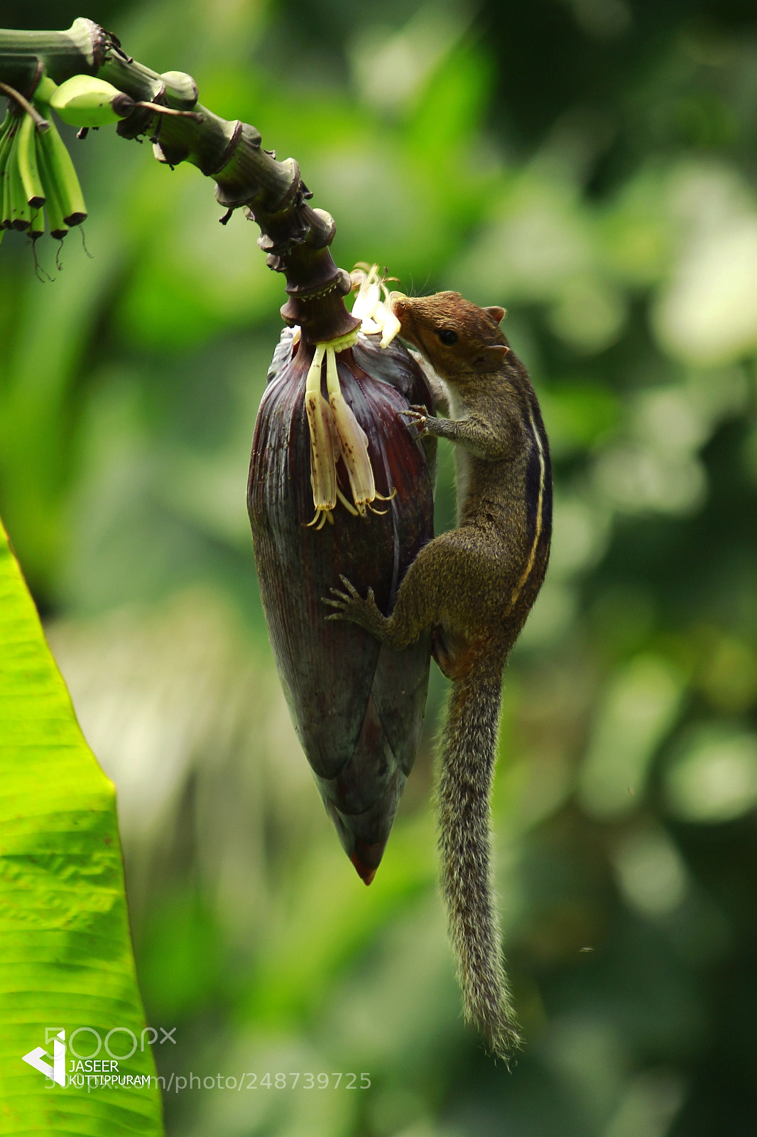 Canon EOS 600D (Rebel EOS T3i / EOS Kiss X5) sample photo. Kerala photography