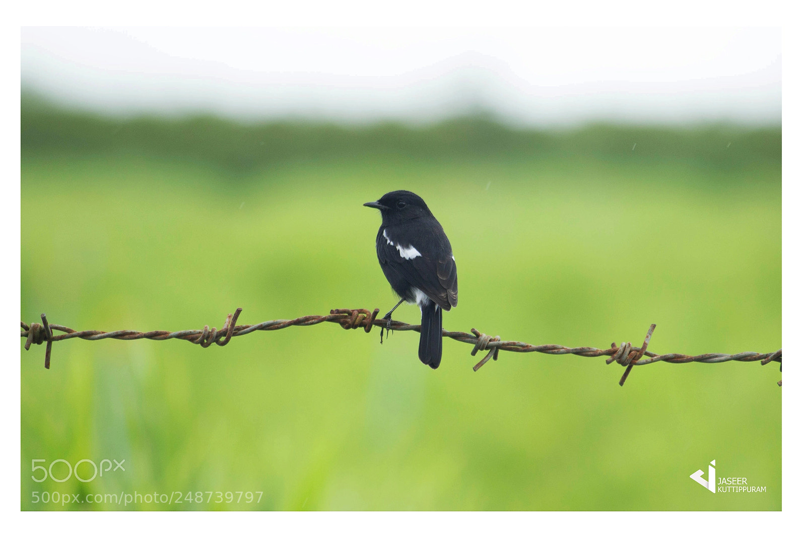 Canon EOS 600D (Rebel EOS T3i / EOS Kiss X5) sample photo. Pied bushchat photography