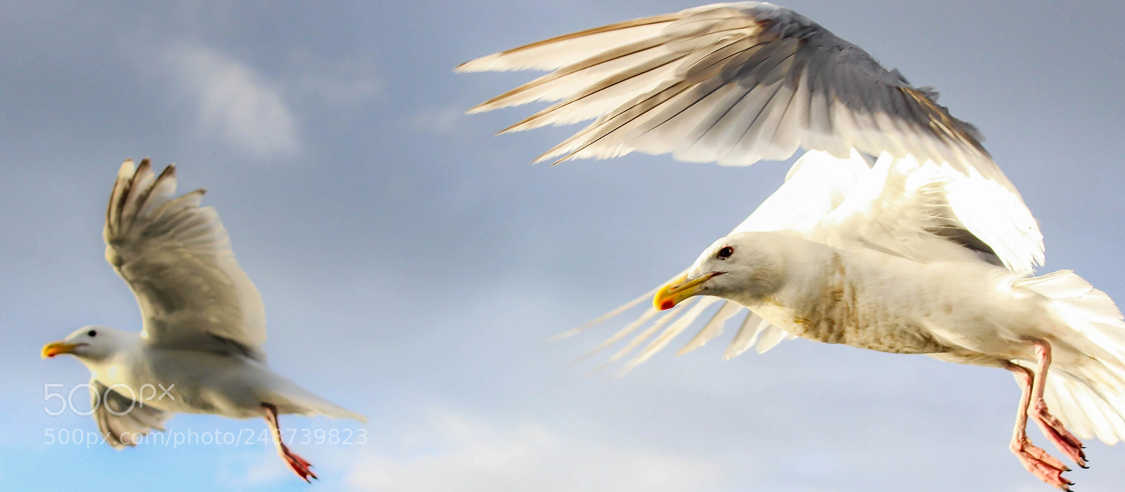 Canon EOS 600D (Rebel EOS T3i / EOS Kiss X5) sample photo. Seagulls on the puget photography