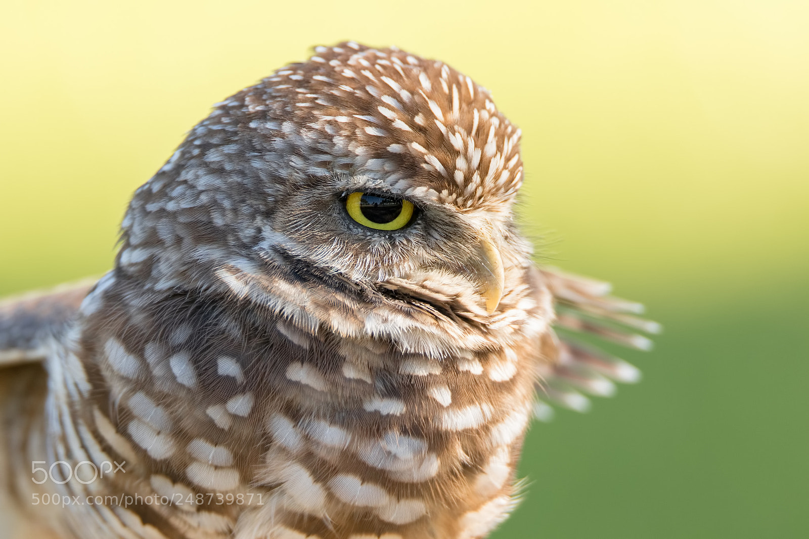 Canon EOS 7D Mark II sample photo. Burrowing owl photography