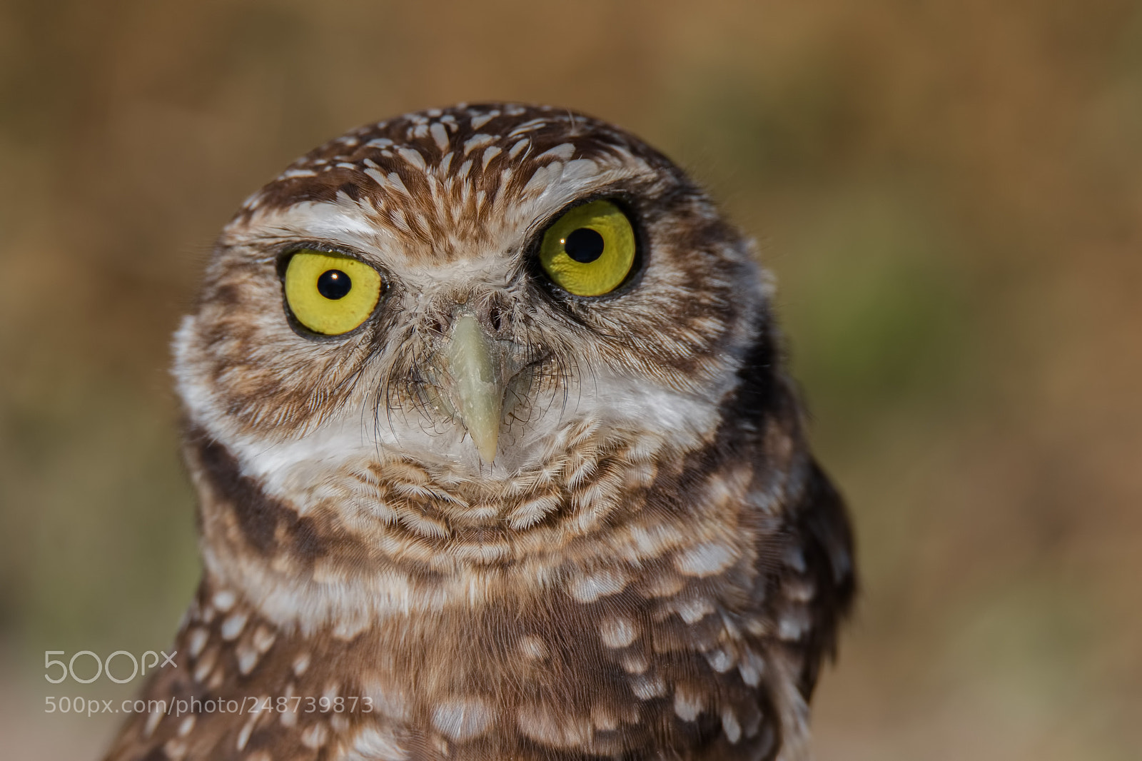 Canon EOS 7D Mark II sample photo. Burrowing owl photography