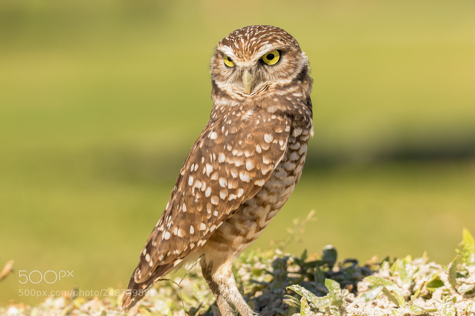 Canon EOS 7D Mark II sample photo. Burrowing owl photography