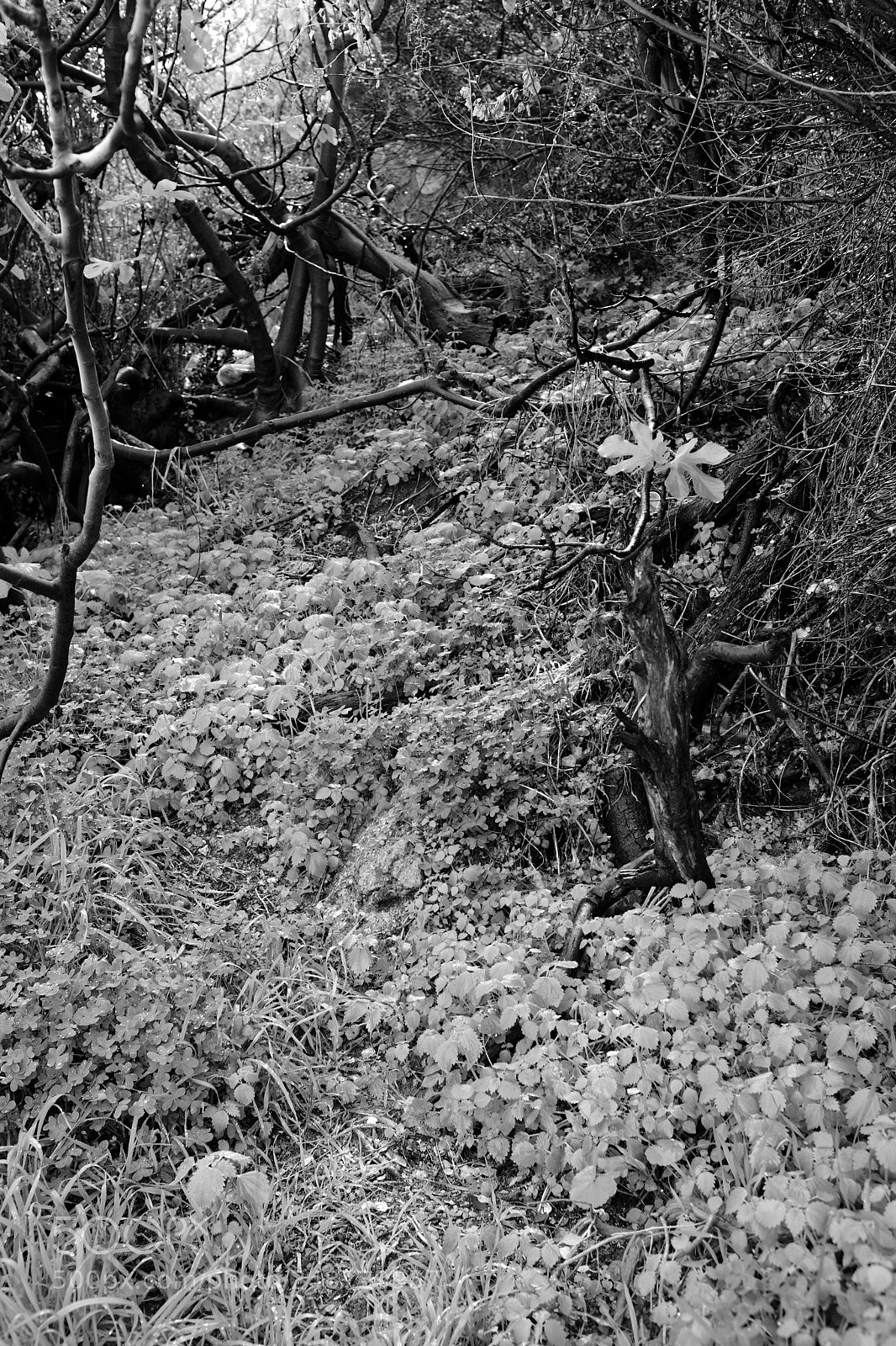 Fujifilm X100F sample photo. The green slope photography