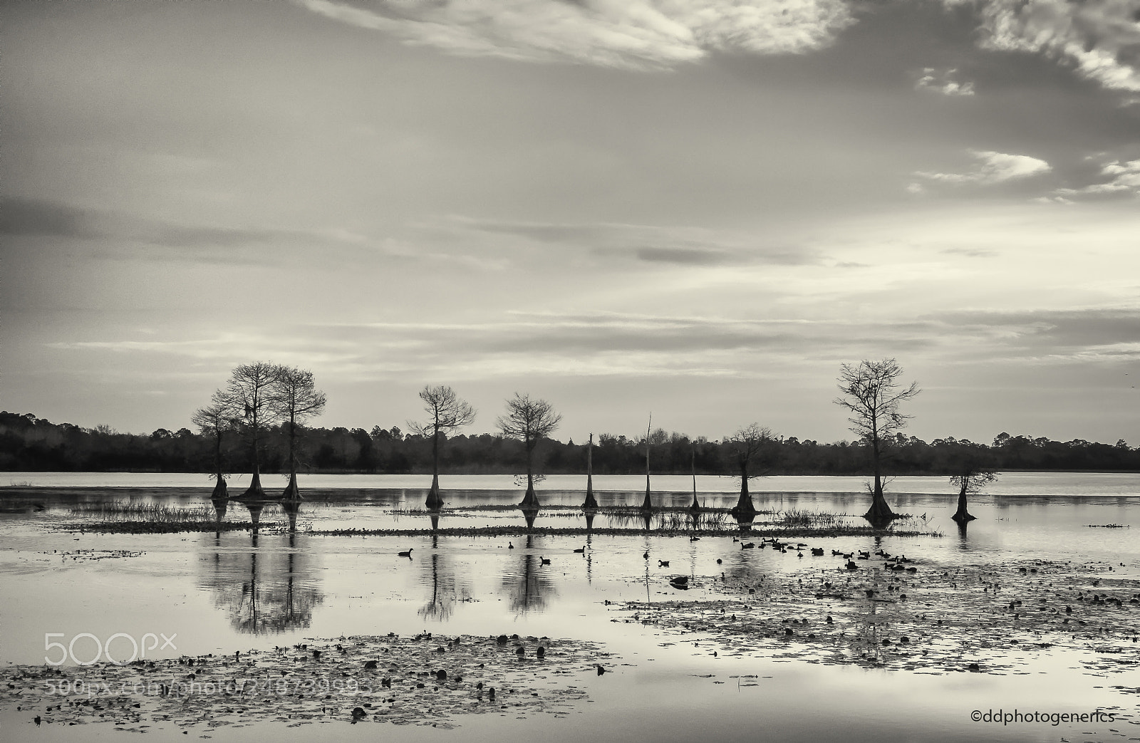 Olympus OM-D E-M1 sample photo. Wetlands in b&w photography