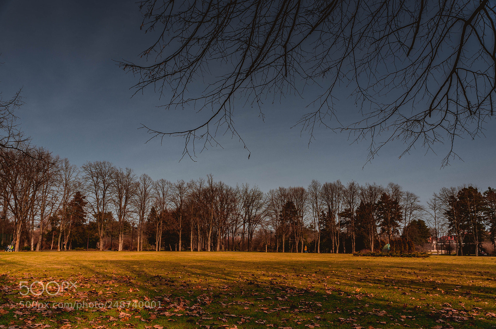 Sony Alpha NEX-6 sample photo. Southern winter photography