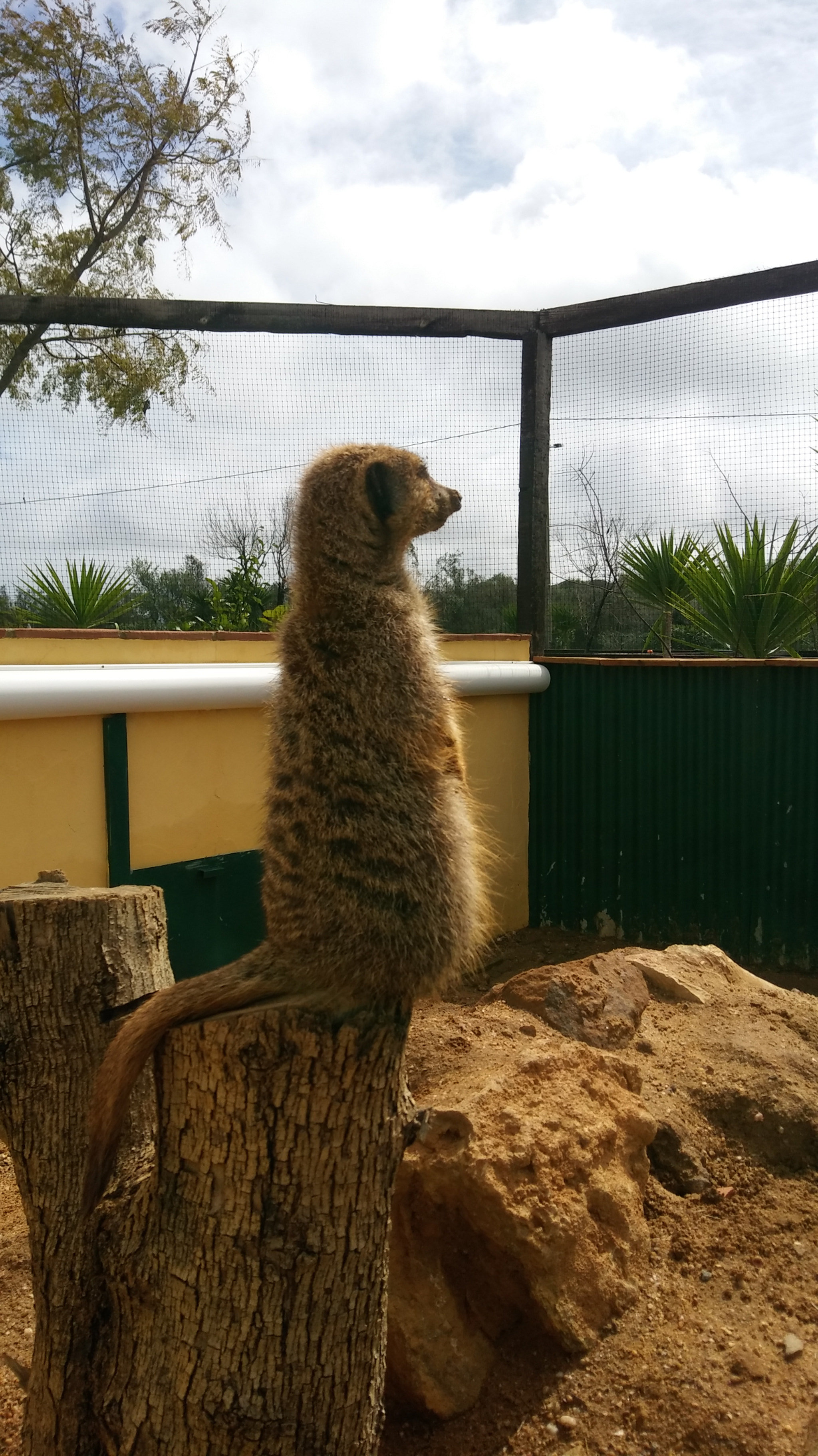 LG X SCREEN sample photo. Meerkats photography