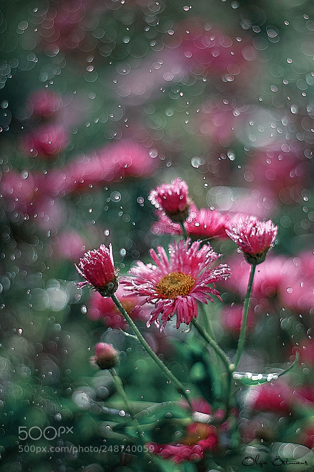 Canon EOS 550D (EOS Rebel T2i / EOS Kiss X4) sample photo. Rain photography