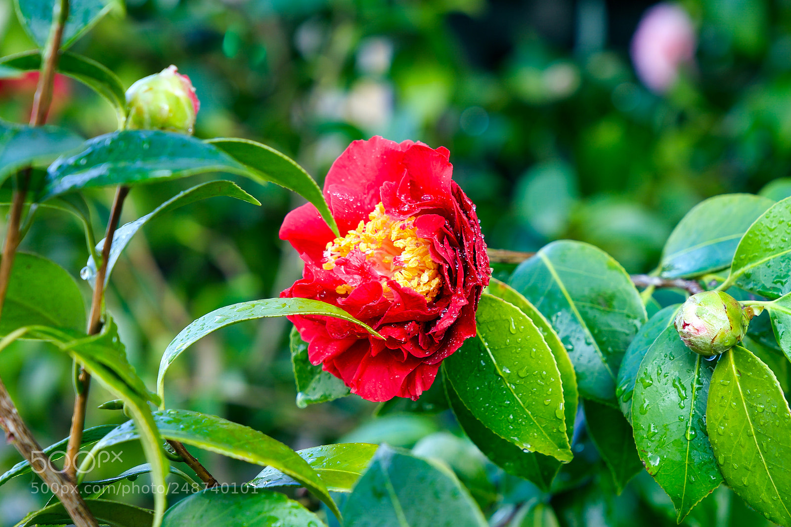 Sony a9 sample photo. I looked into your photography