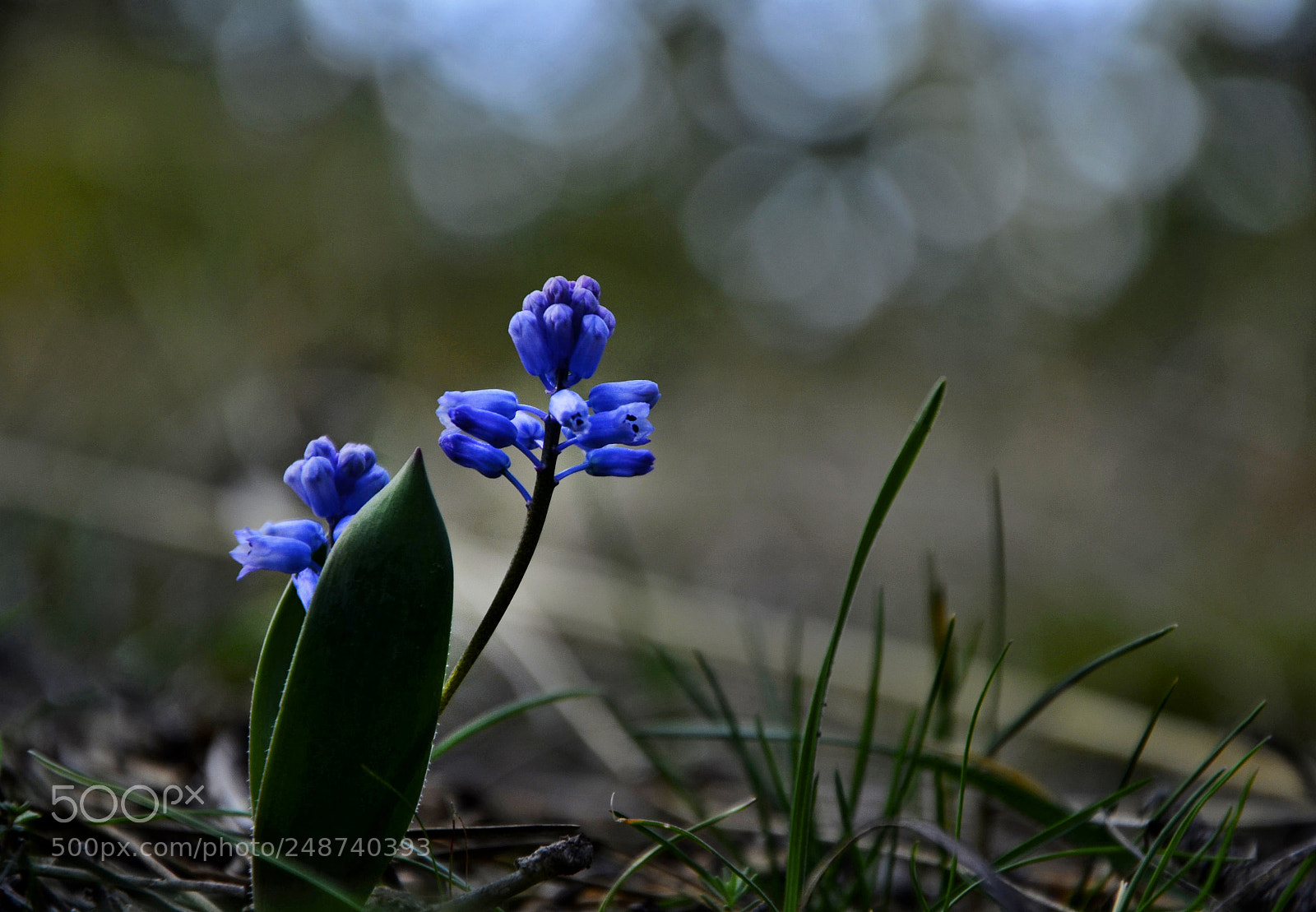 Nikon D7000 sample photo. Hyacinth yabani s mb photography
