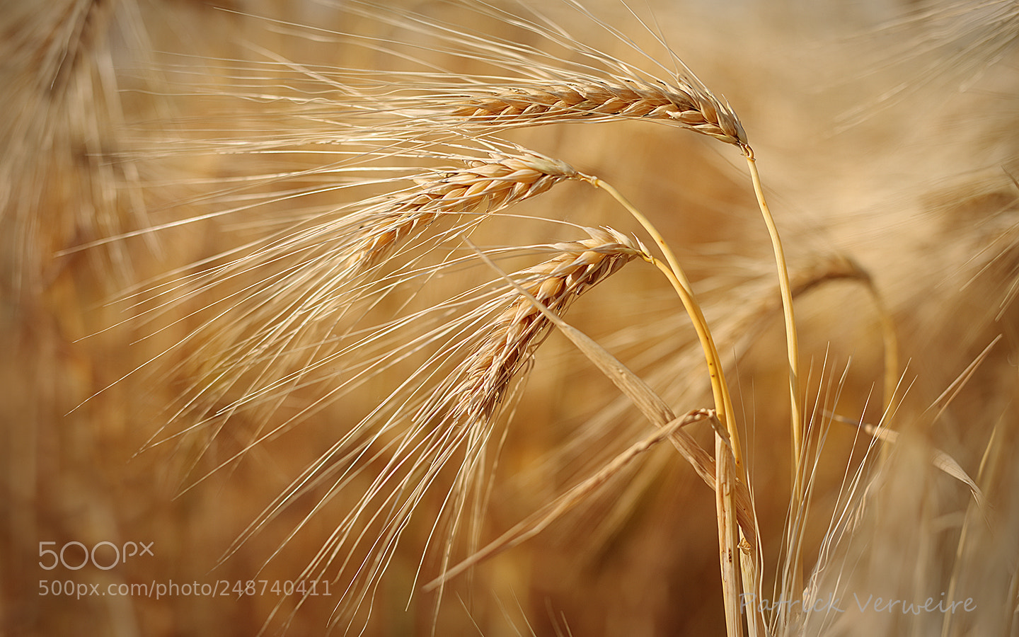 Canon EOS 5DS sample photo. Barley photography
