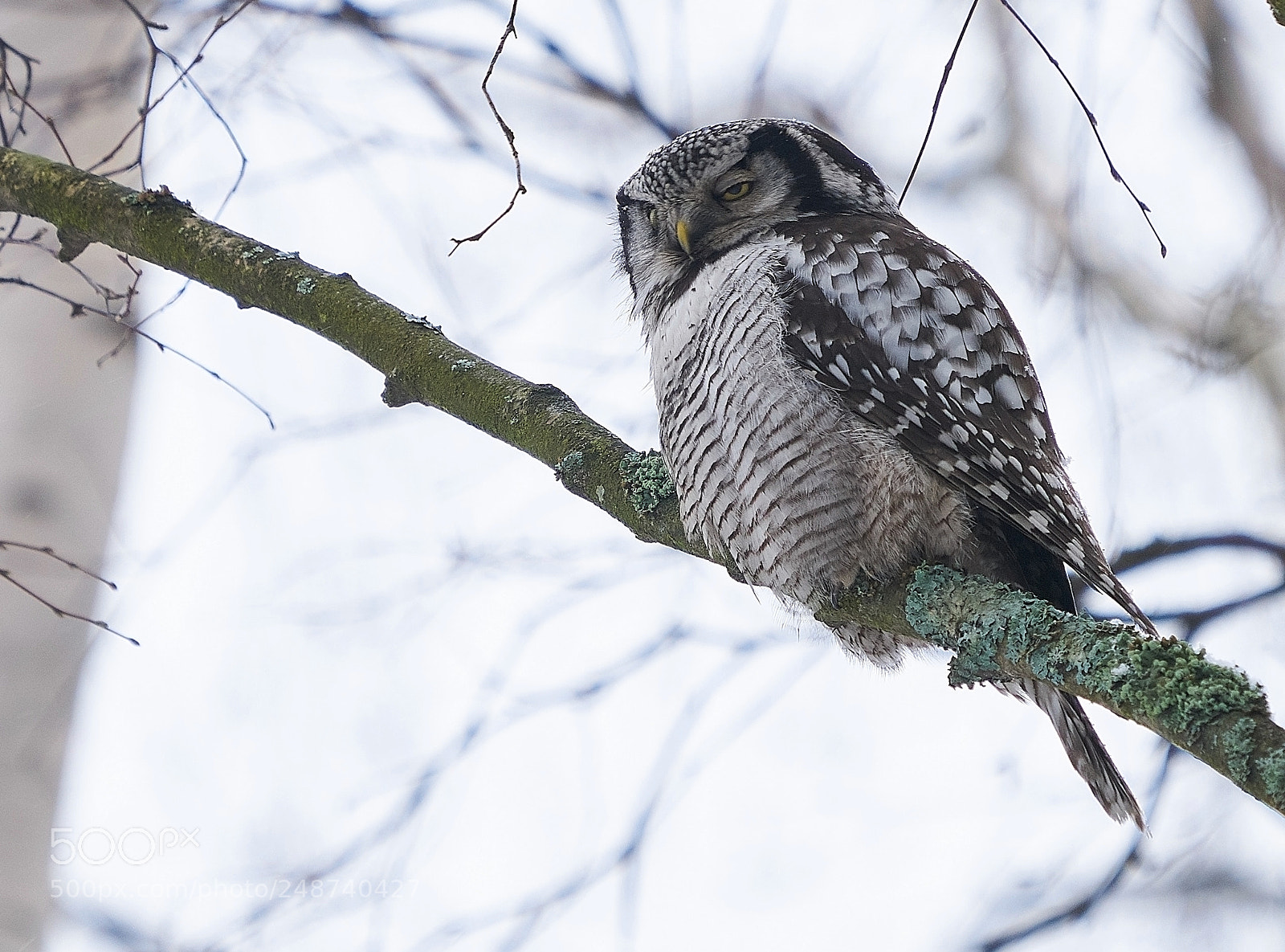 Sony a7R II sample photo. Sleepy observer photography