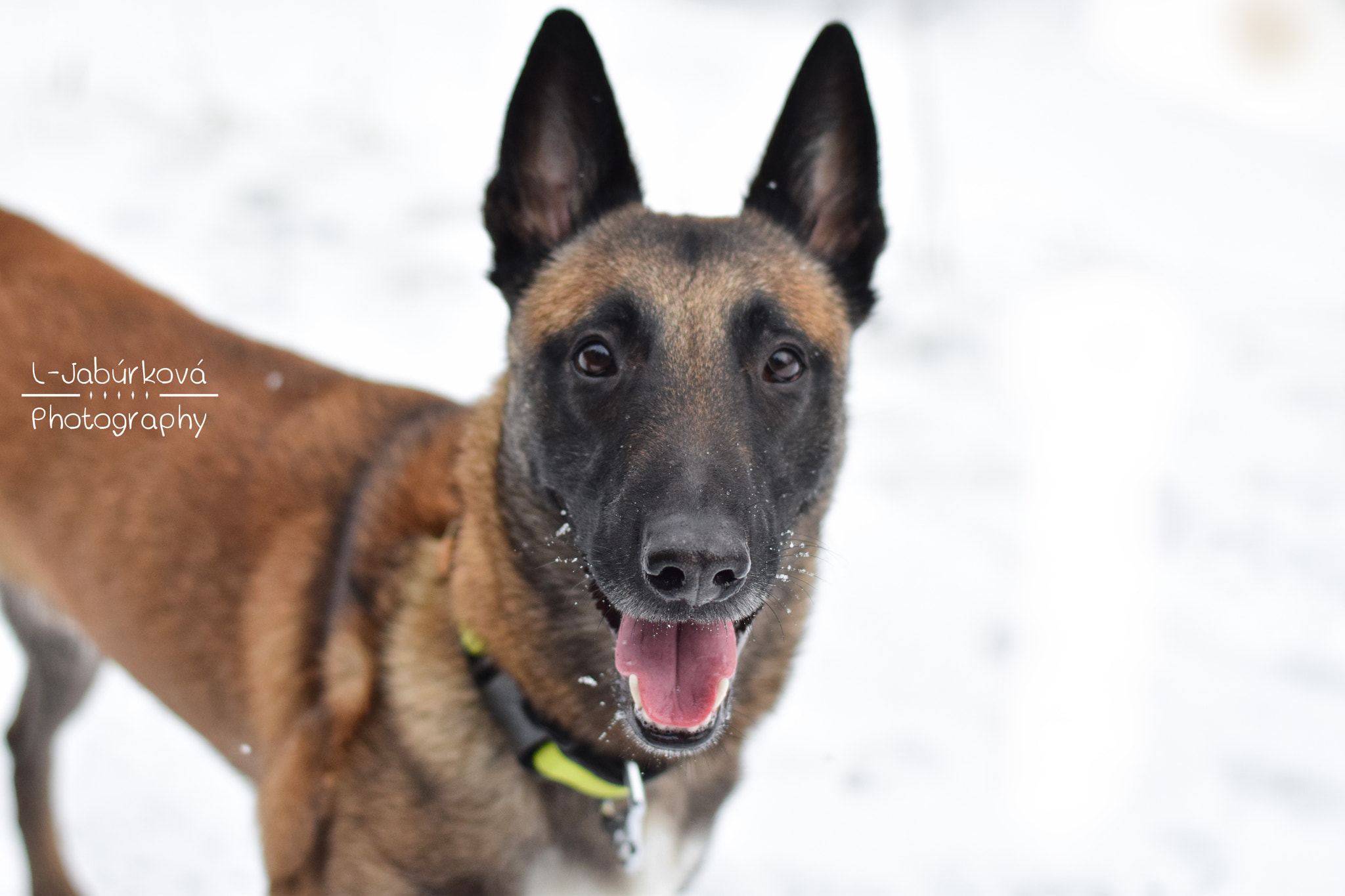Nikon AF-S Nikkor 50mm F1.8G sample photo. Amigo and snow photography