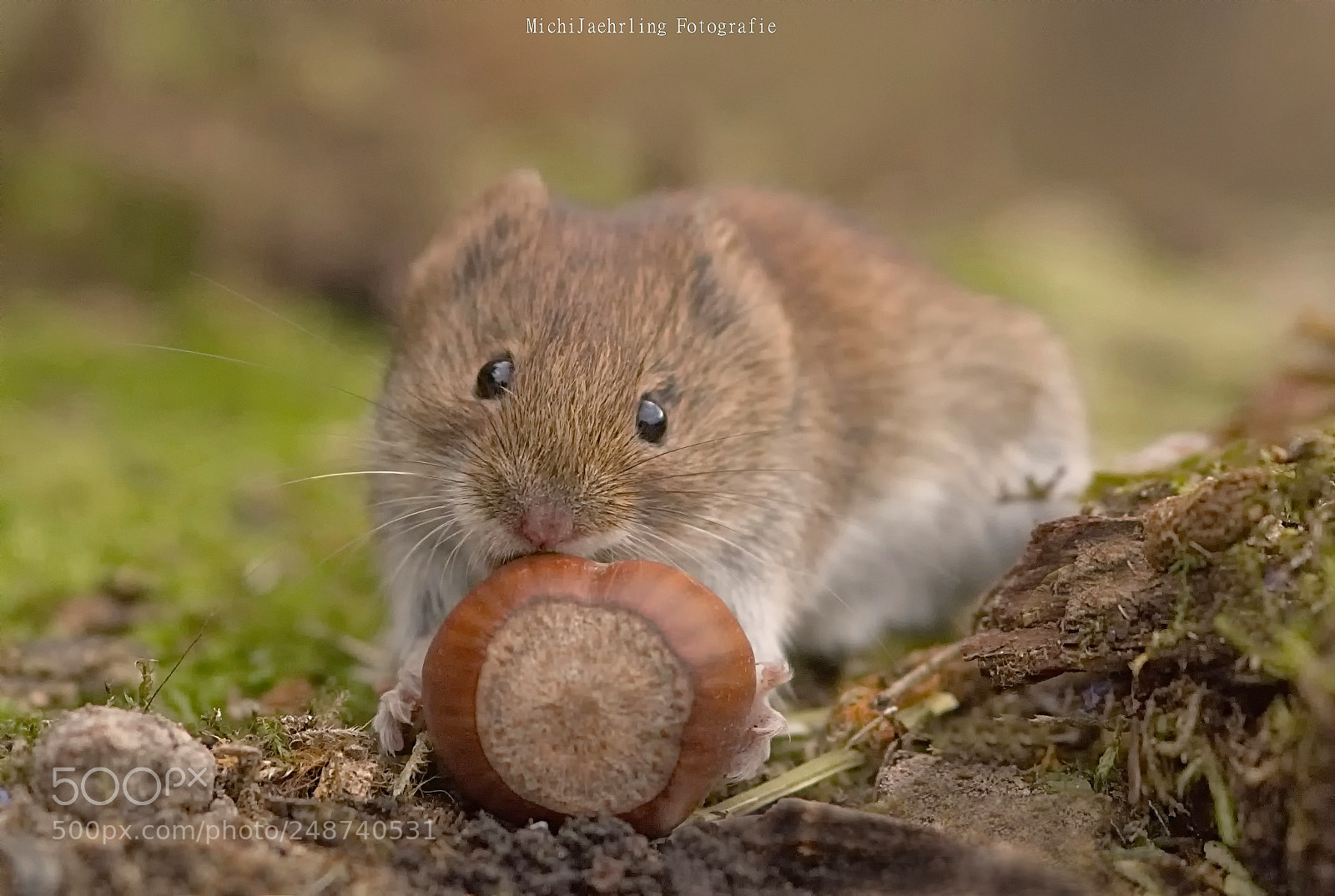 Nikon D7200 sample photo. Finn mouse,wildlife photography
