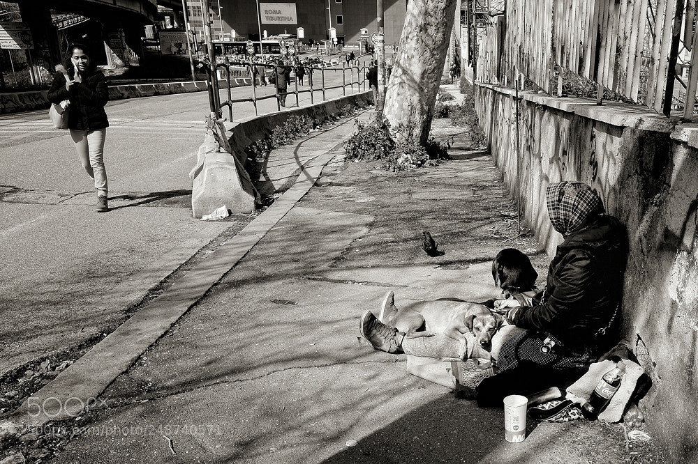 Fujifilm X-T2 sample photo. Leading a dog's life photography