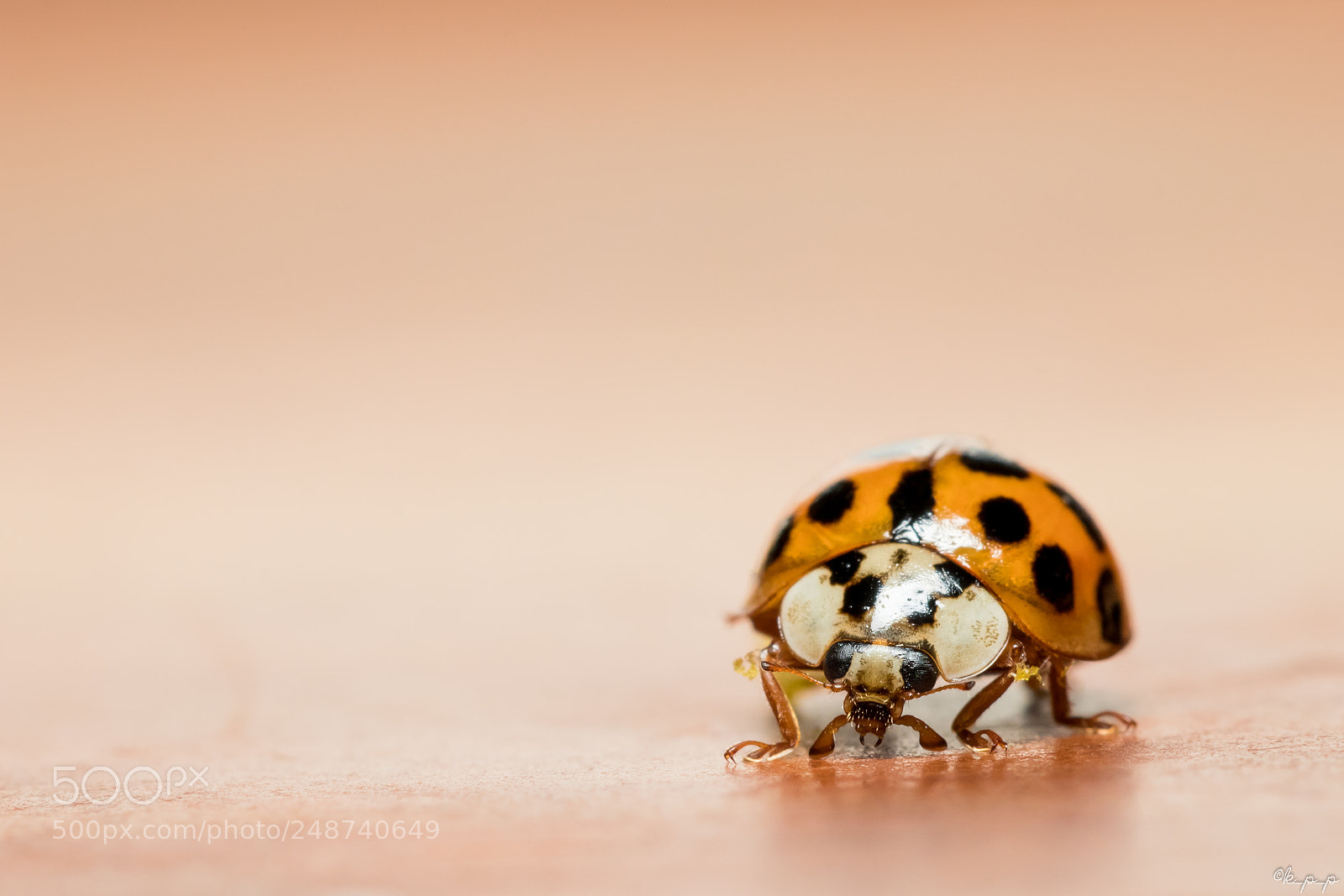 Canon EOS 80D sample photo. Ladybug photography