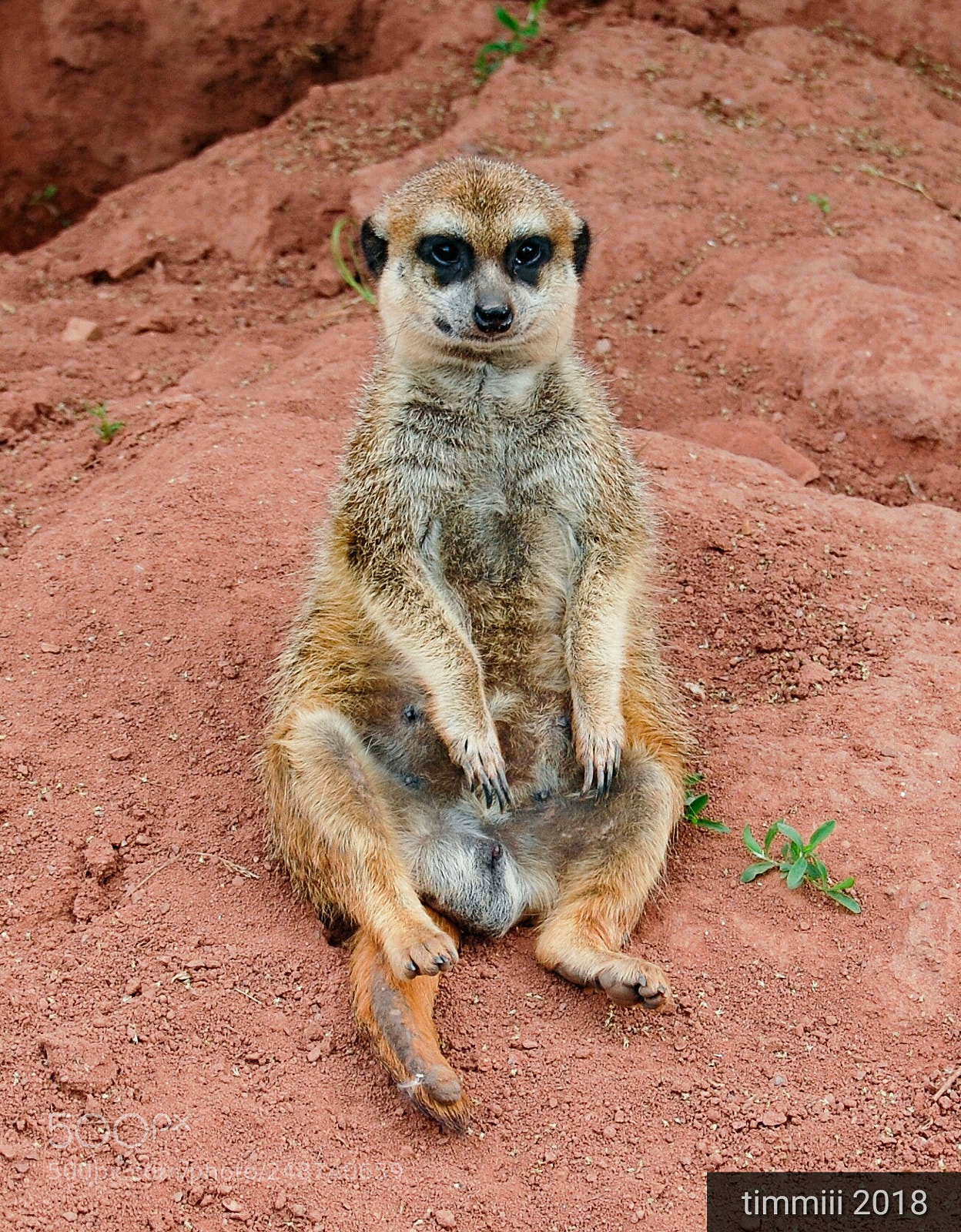 Nikon D40 sample photo. Meerkat photography