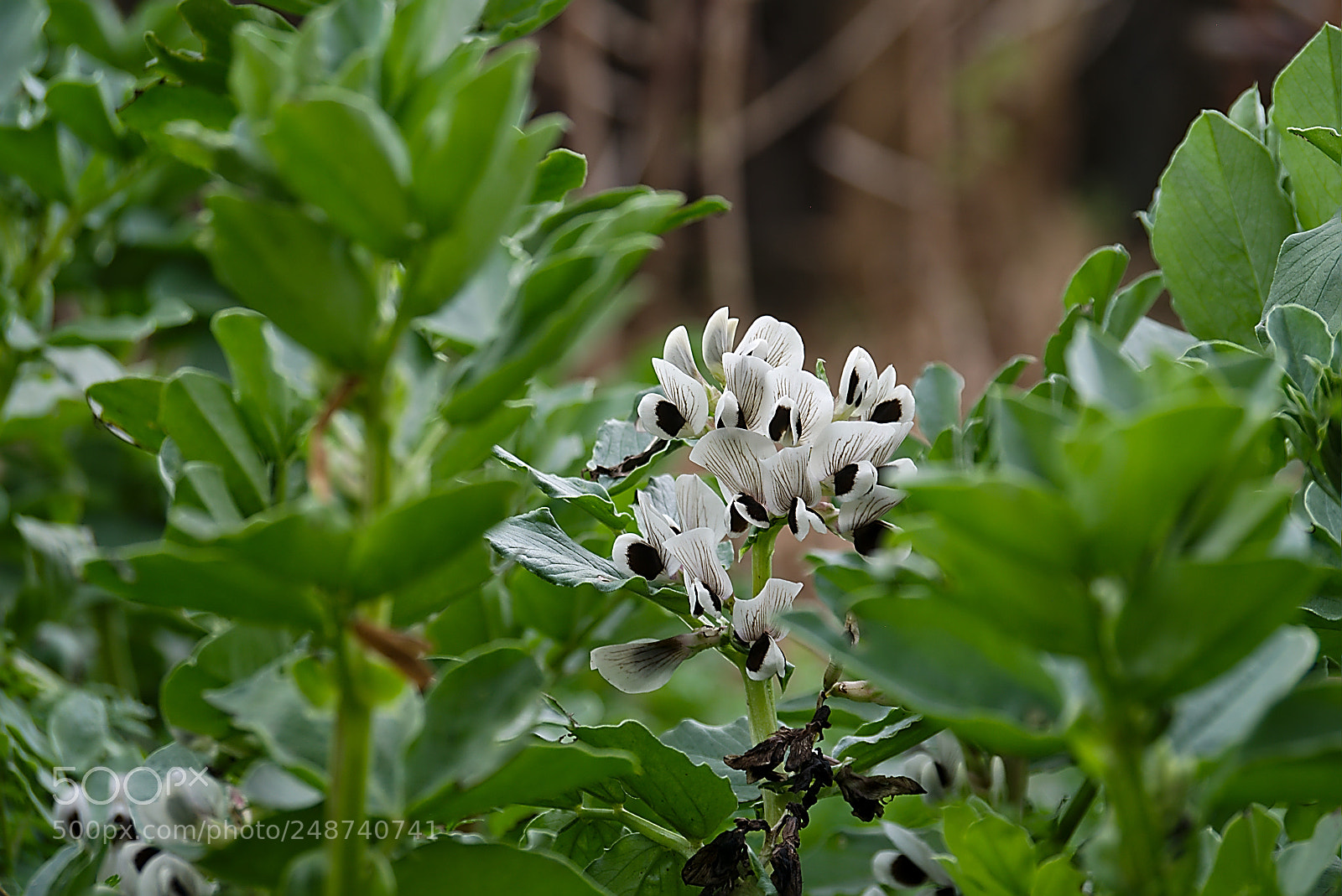 Panasonic Lumix DMC-GM1 sample photo. 2018 03 09 beans in bloom photography