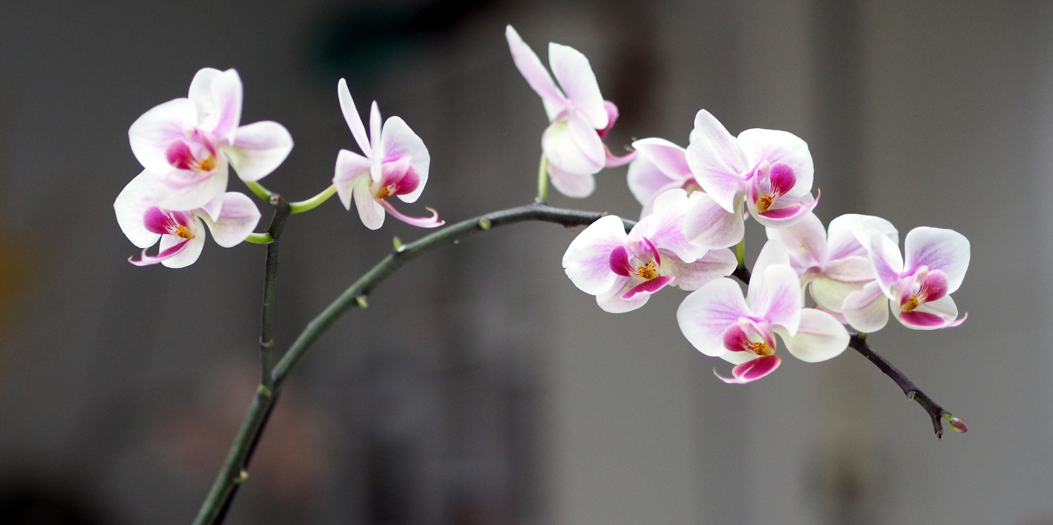 Olympus PEN E-PL8 sample photo. Simplicity photography