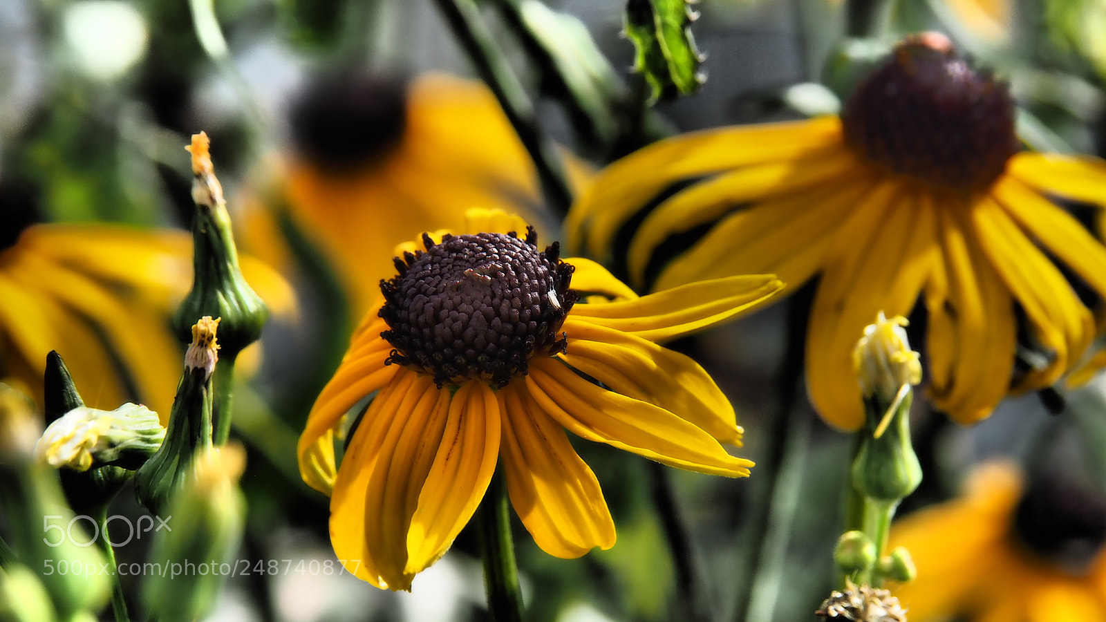 Olympus OM-D E-M10 sample photo. Summer moved on photography