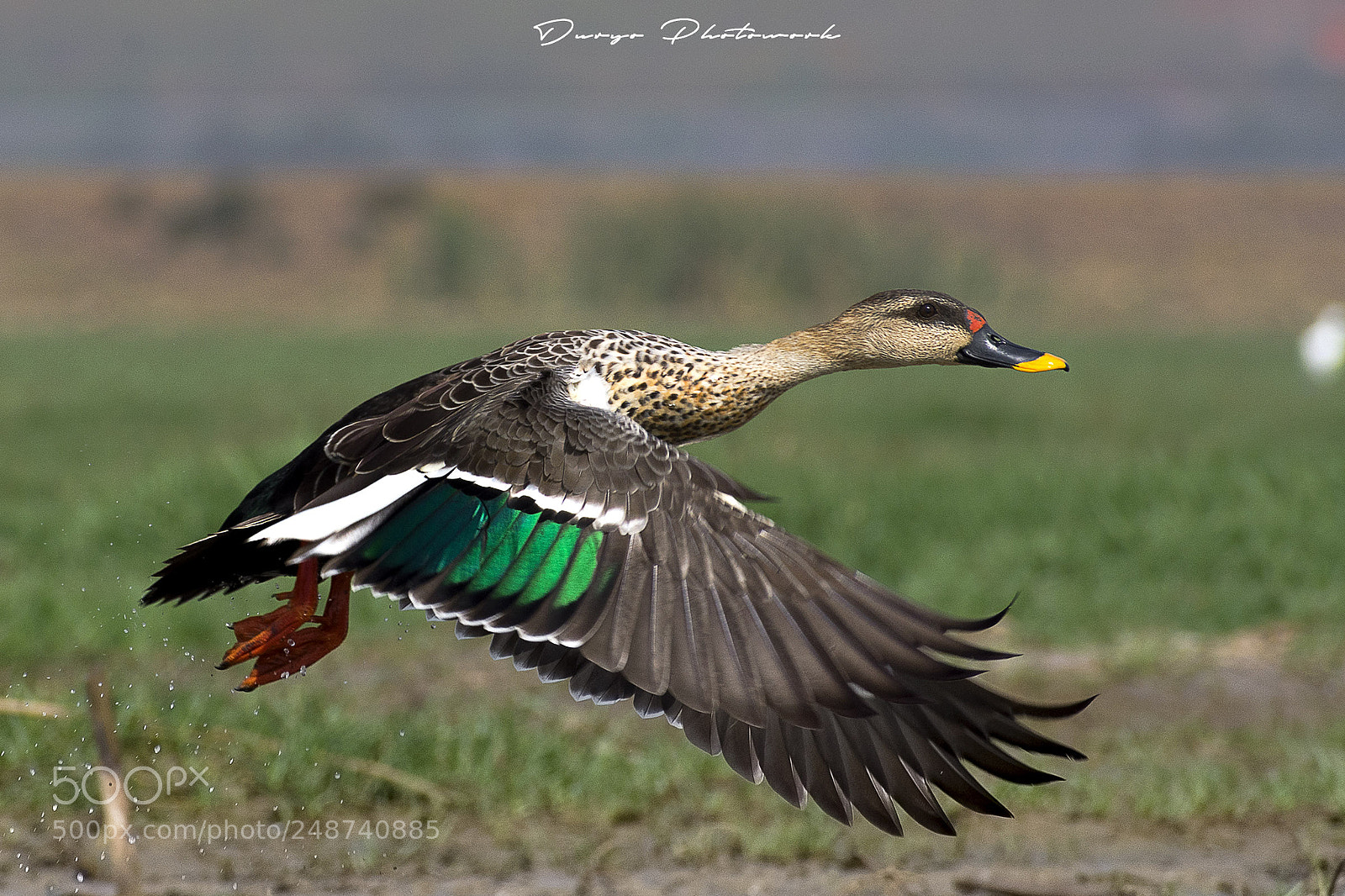 Nikon D7200 sample photo. Indian spot billed duck photography