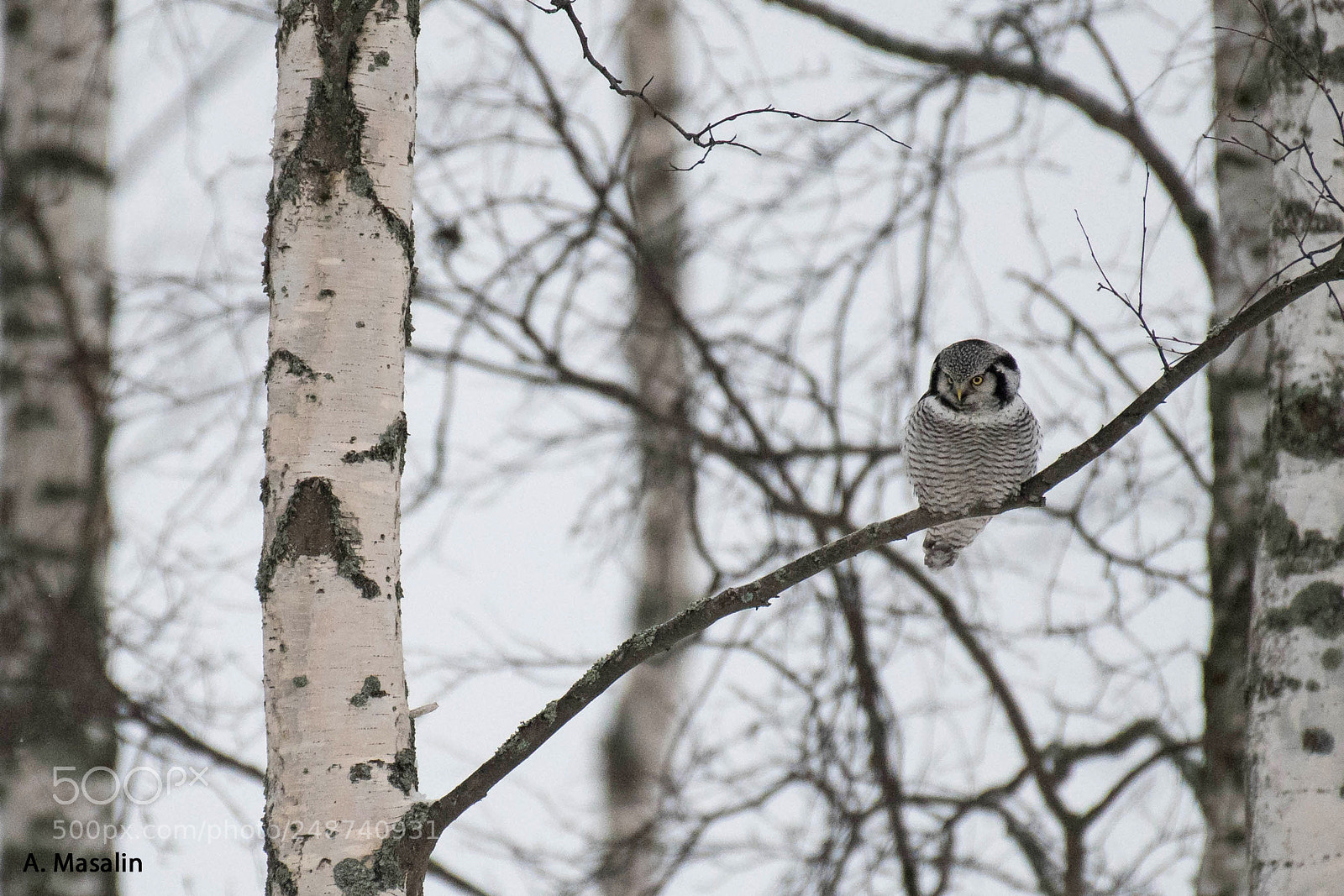 Nikon D500 sample photo. Hawk owl photography