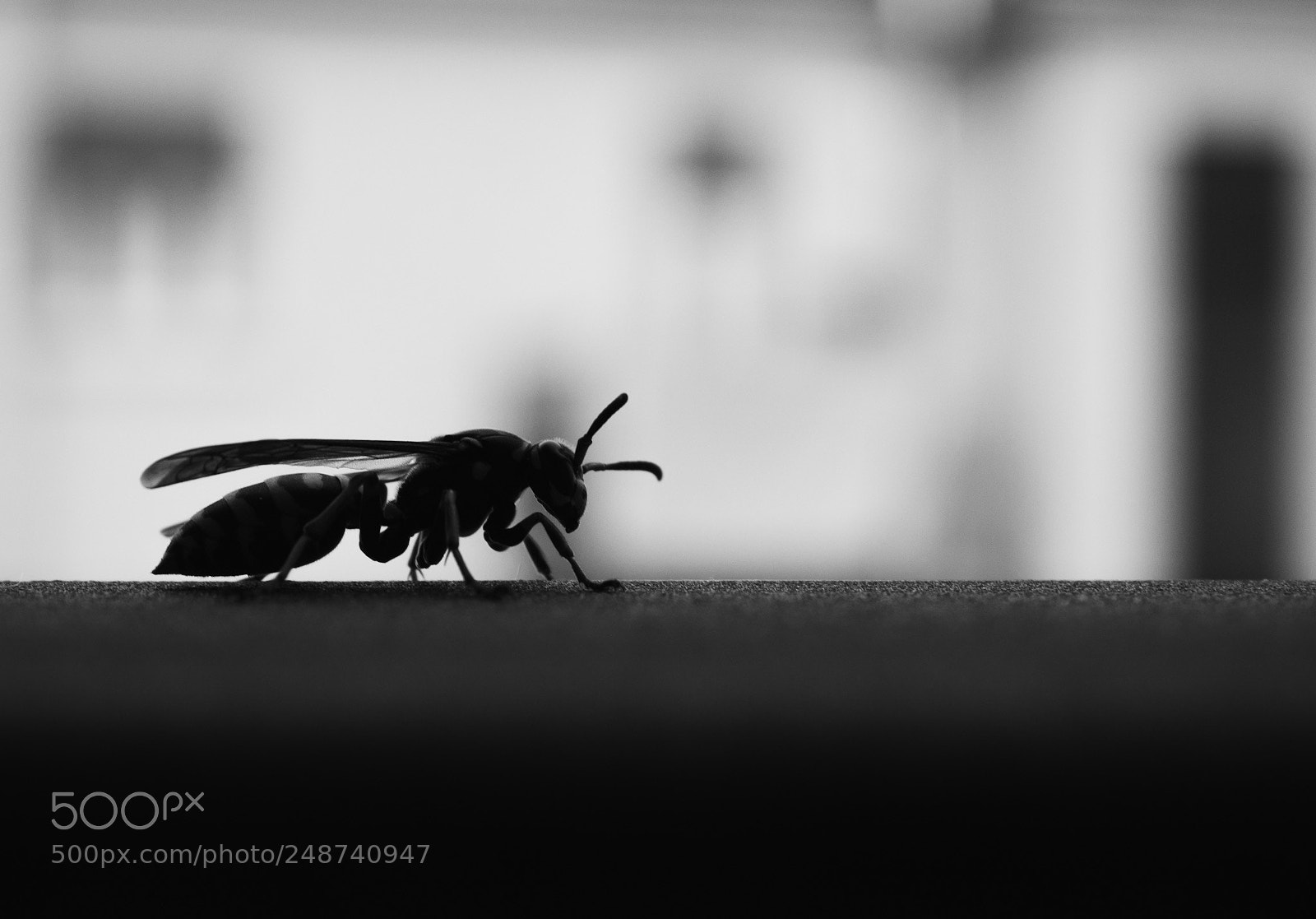 Canon EOS 1100D (EOS Rebel T3 / EOS Kiss X50) sample photo. Lonely wasp photography