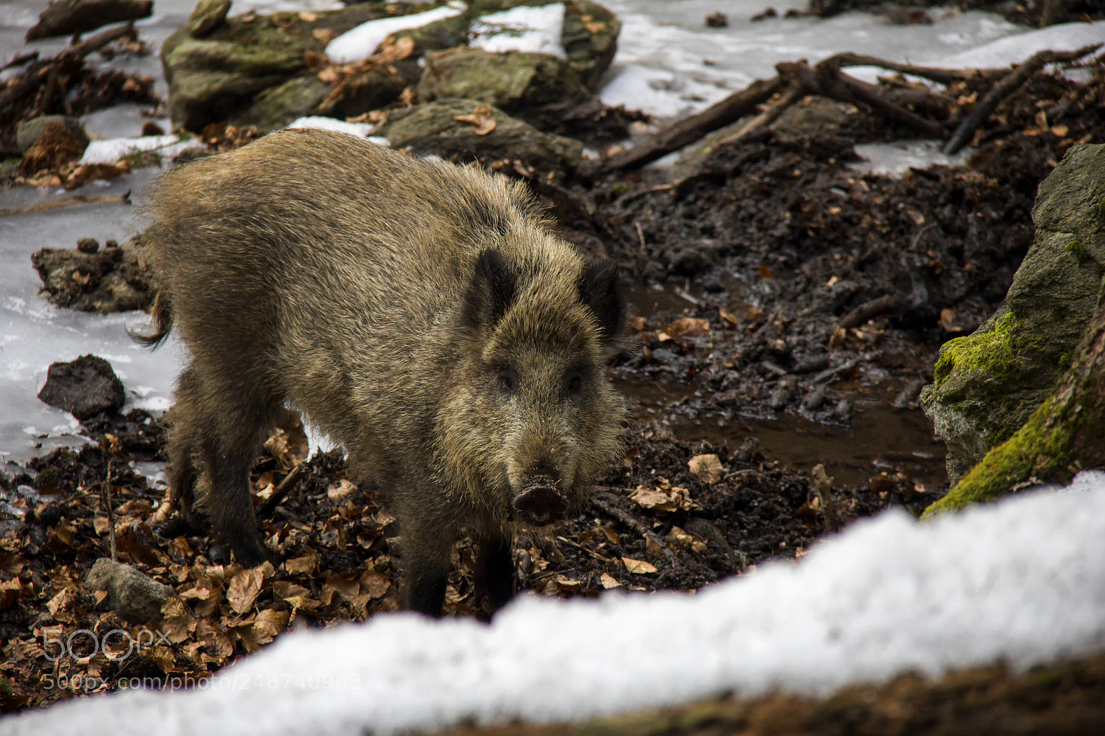 Canon EOS 550D (EOS Rebel T2i / EOS Kiss X4) sample photo. Wild boar... photography