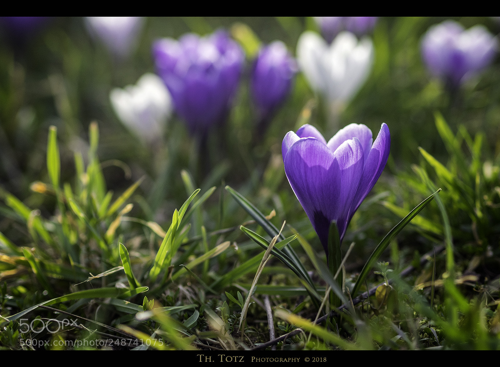 Olympus OM-D E-M1 sample photo. Crocuses photography