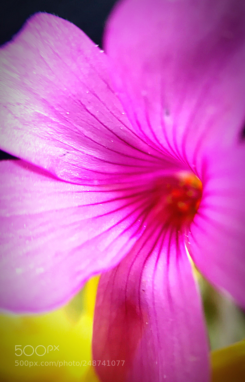 Apple iPhone 7 Plus sample photo. Pansy springtime’s birth photography
