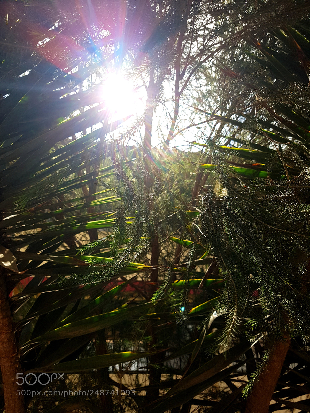 Samsung Galaxy S7 Edge sample photo. Sunlight photography