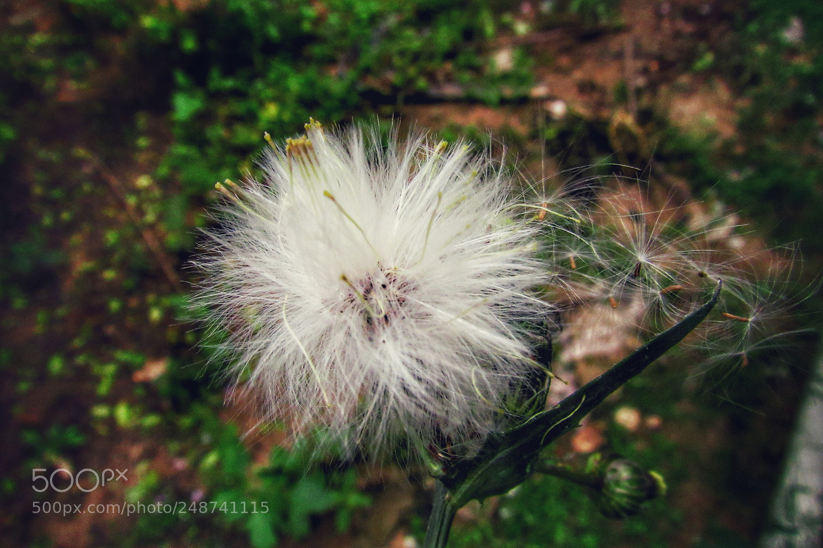 Canon PowerShot SX530 HS sample photo. Detalles photography