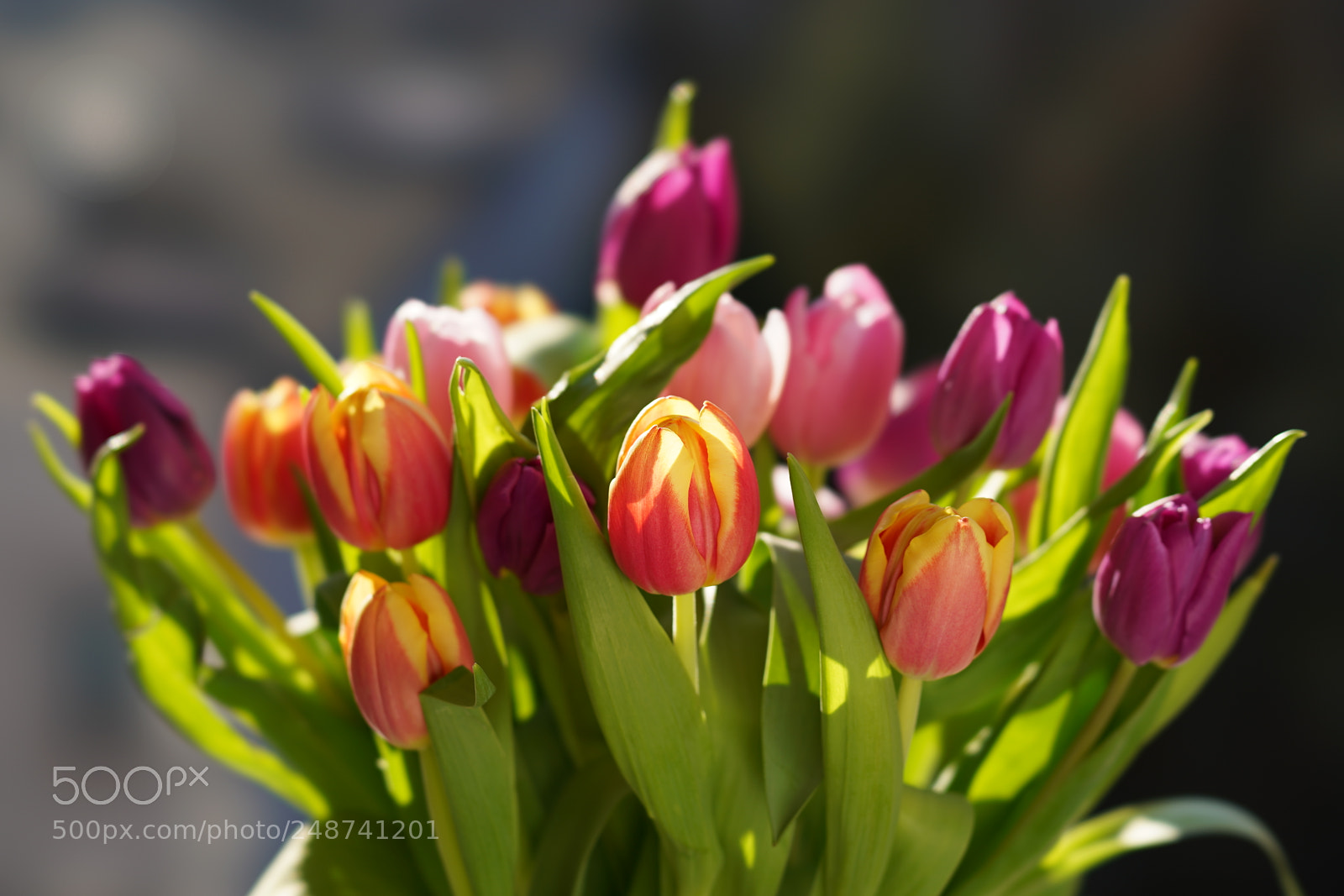 Sony a7R III sample photo. Bouquet of tulips photography