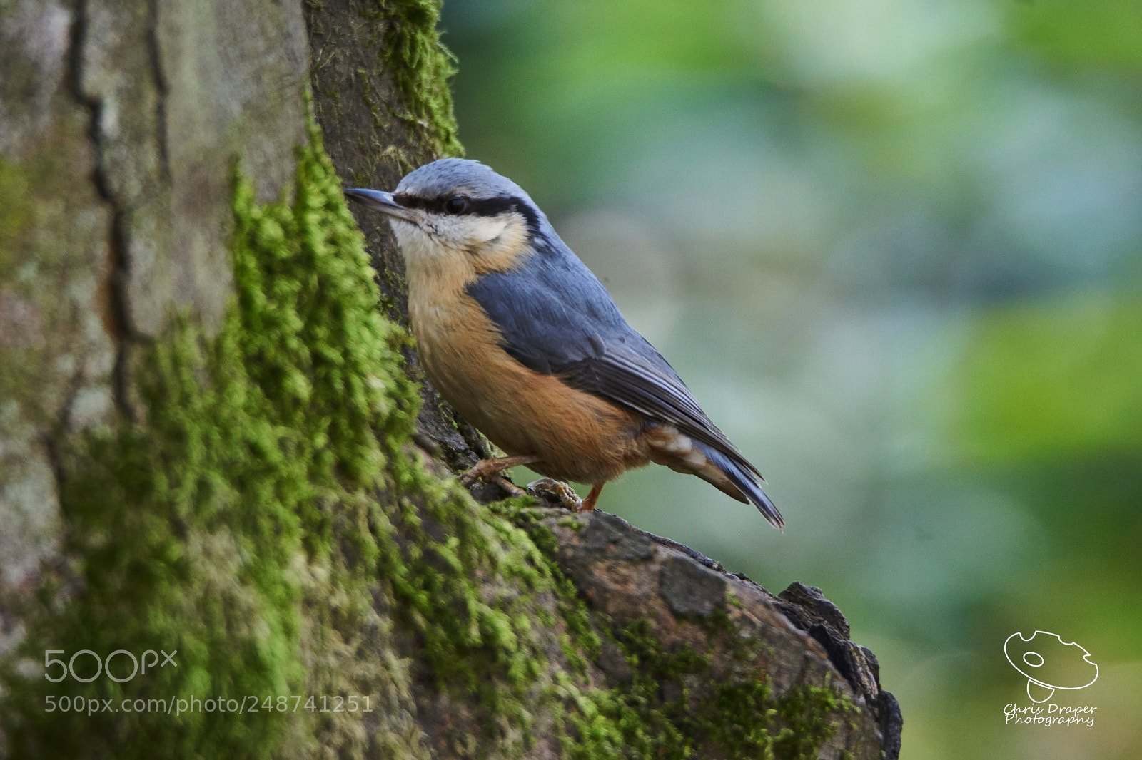 Sony ILCA-77M2 sample photo. Nuthatch photography