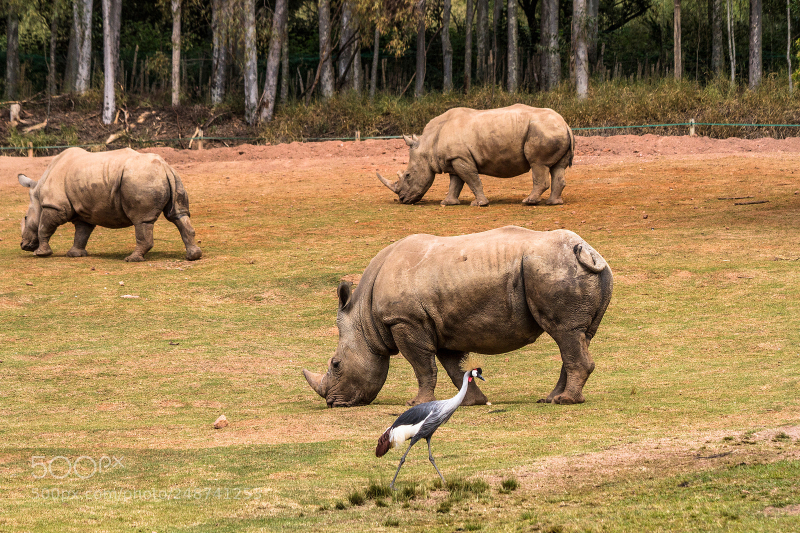 Canon EOS 7D sample photo. Rinocerontes,  rhino photography