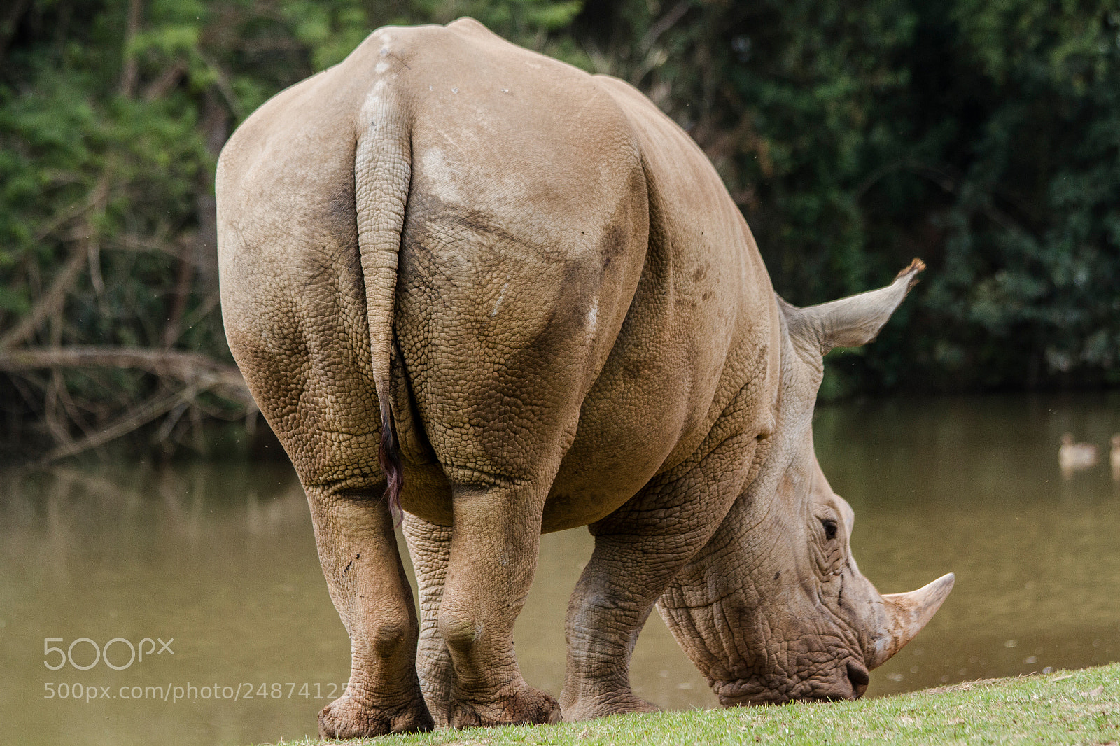 Canon EOS 7D sample photo. Rinocerontes,  rhino photography