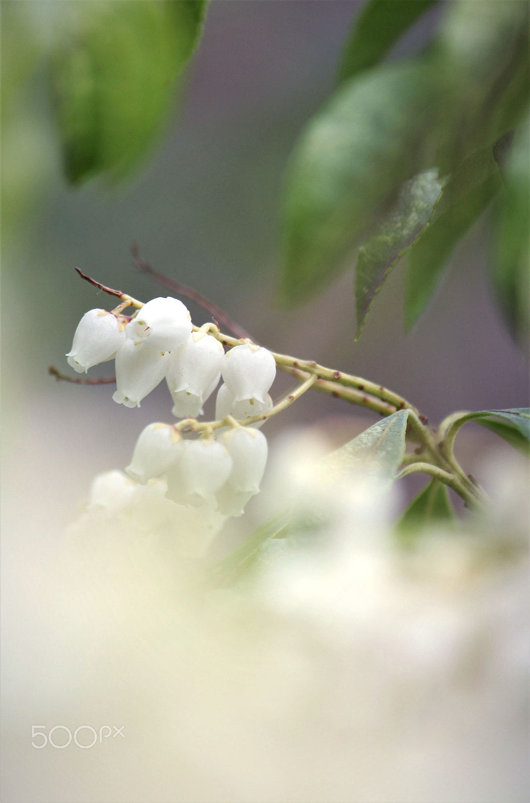 Canon EF-S 55-250mm F4-5.6 IS II sample photo. White fairy photography