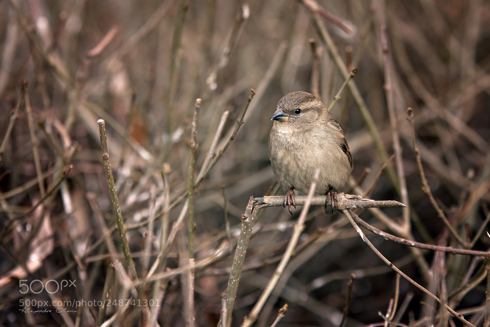 Nikon D7200 sample photo. Bird :) photography