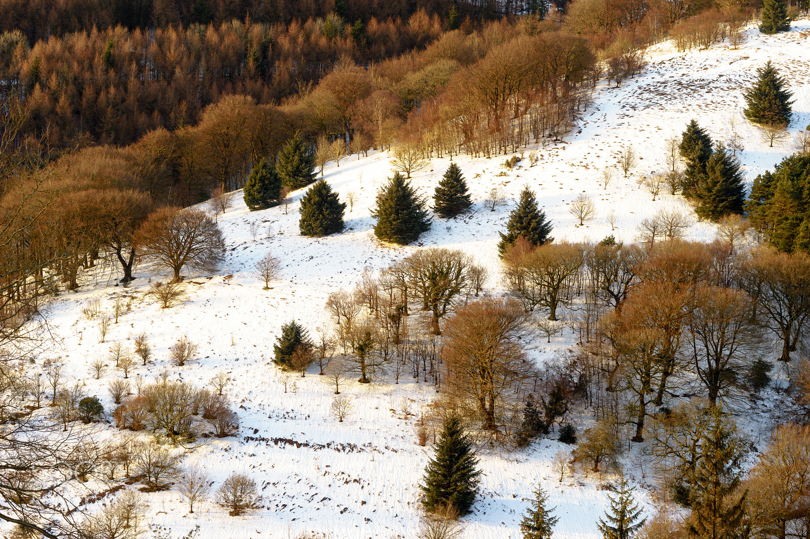 Sony a7 sample photo. Trees in snow photography