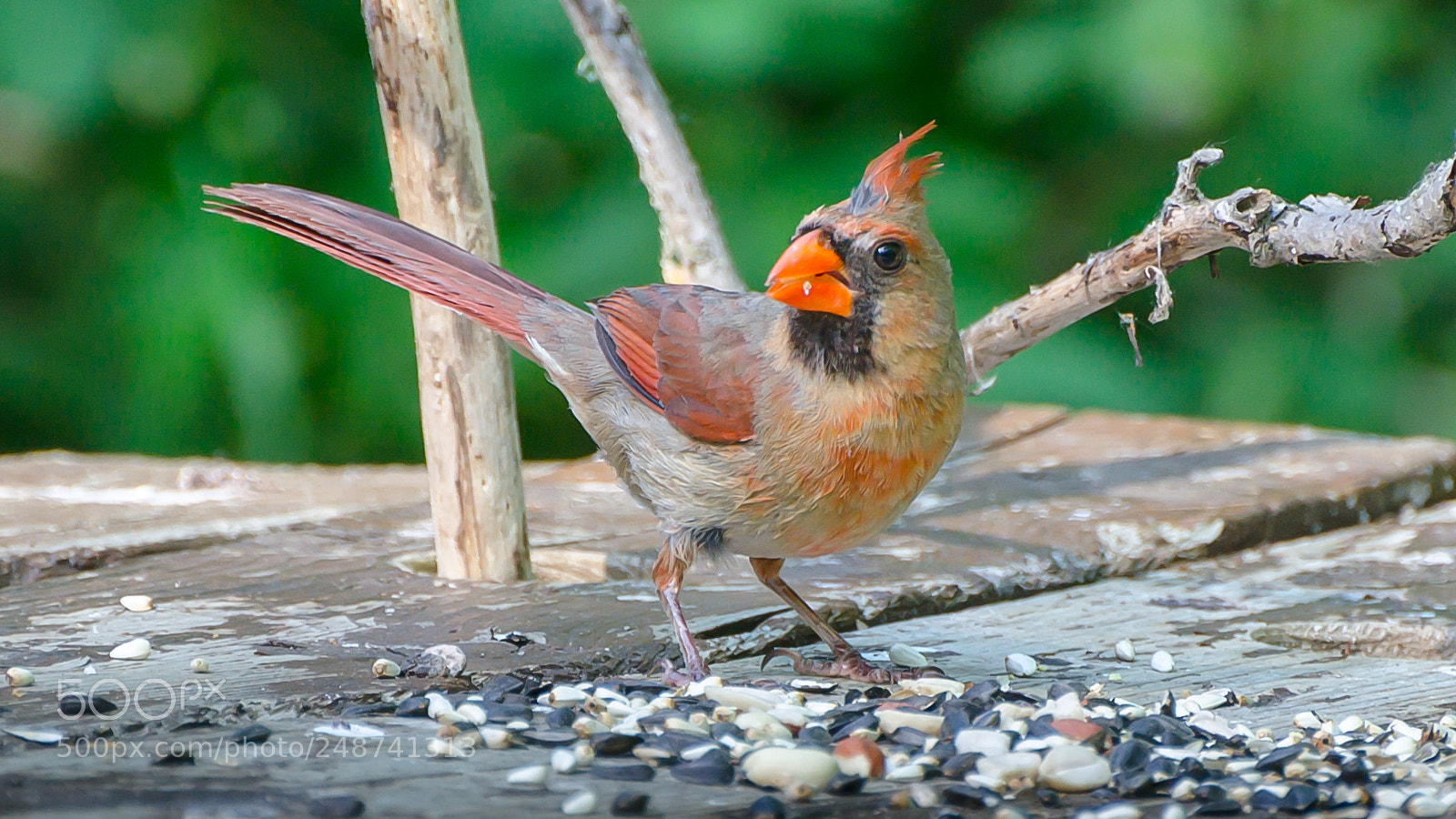 Nikon D7000 sample photo. Female cardinal photography