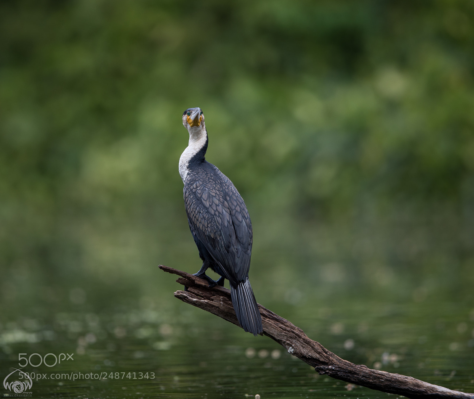 Canon EOS-1D X Mark II sample photo. The great cormorant photography