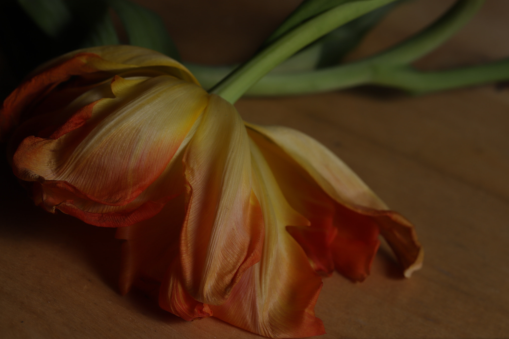 Canon EF 100mm F2.8L Macro IS USM sample photo. Floral i photography