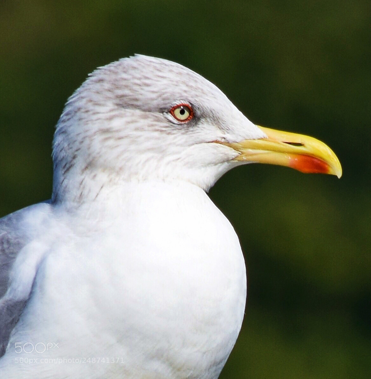 Nikon D5300 sample photo. Gaviota. photography