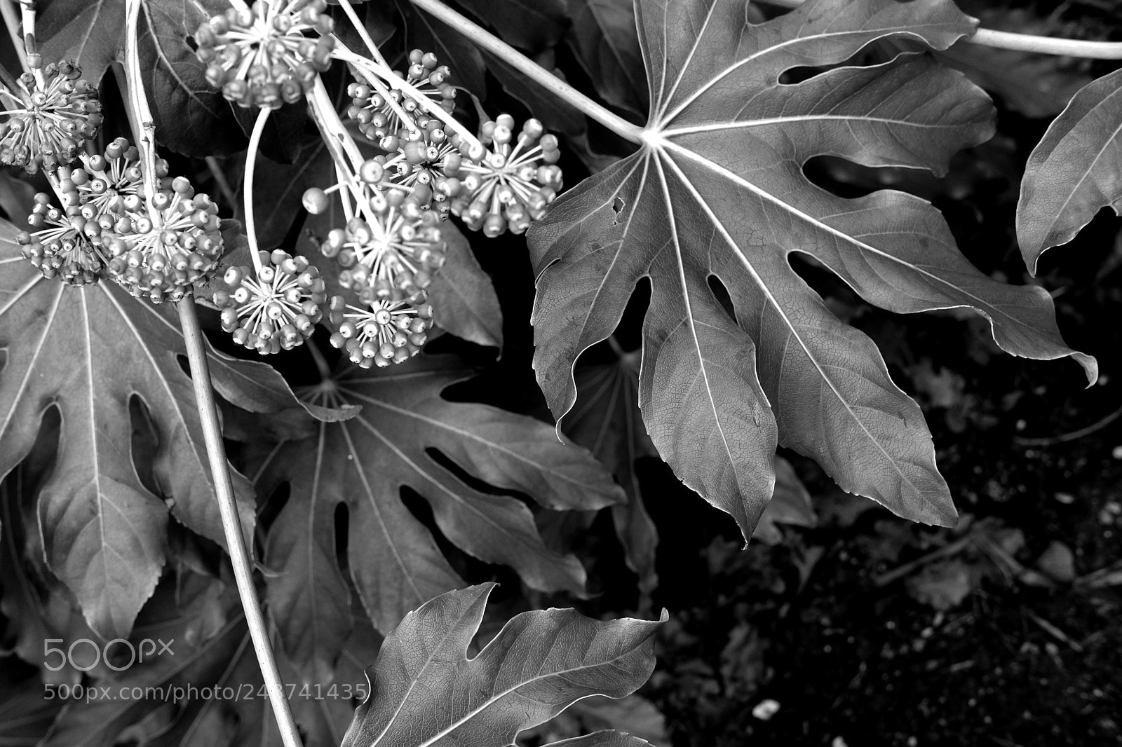 Fujifilm X-Pro2 sample photo. Flower and leaf. photography