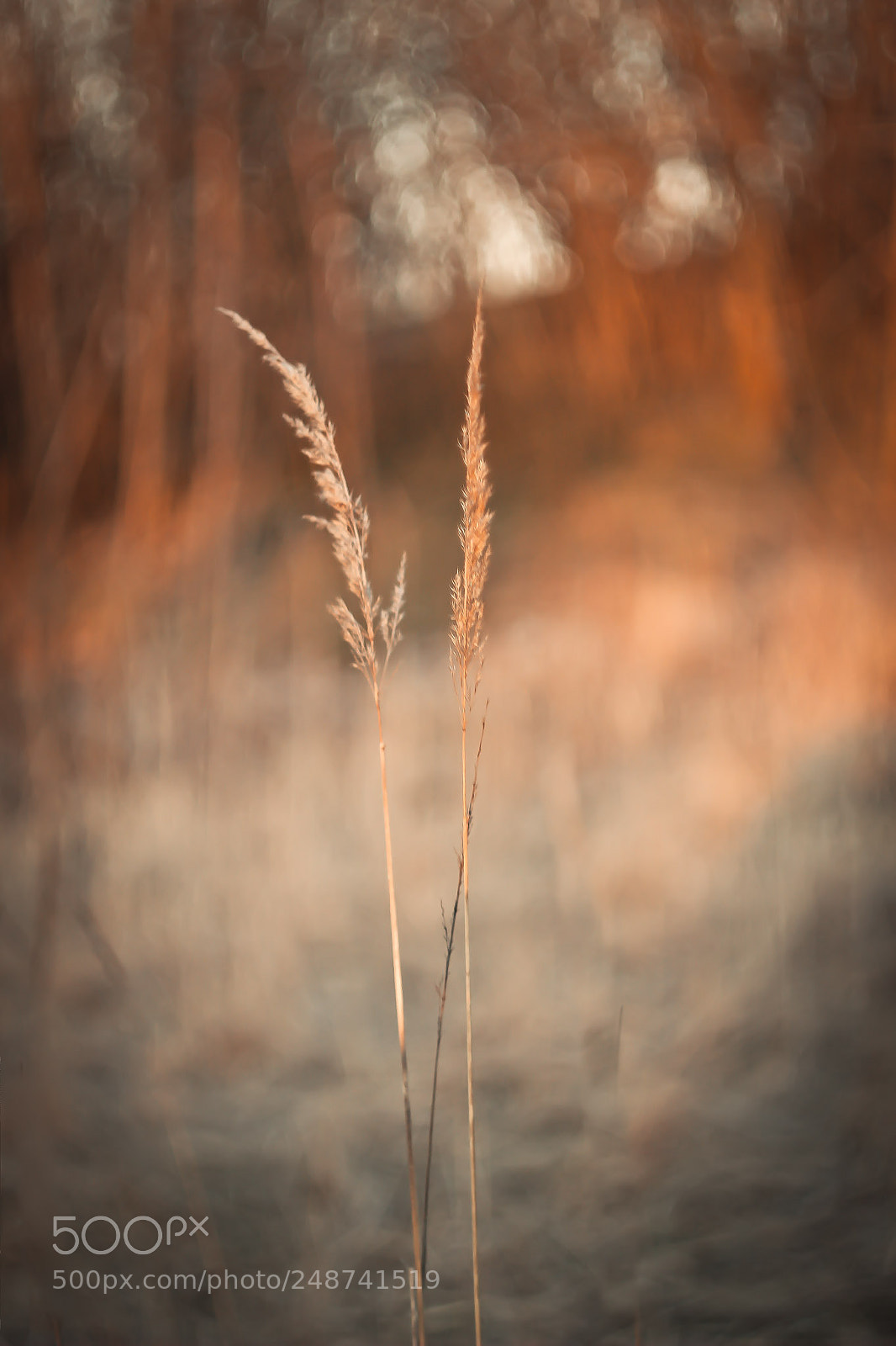 Canon EOS 600D (Rebel EOS T3i / EOS Kiss X5) sample photo. Helios 44-2 belomo photography
