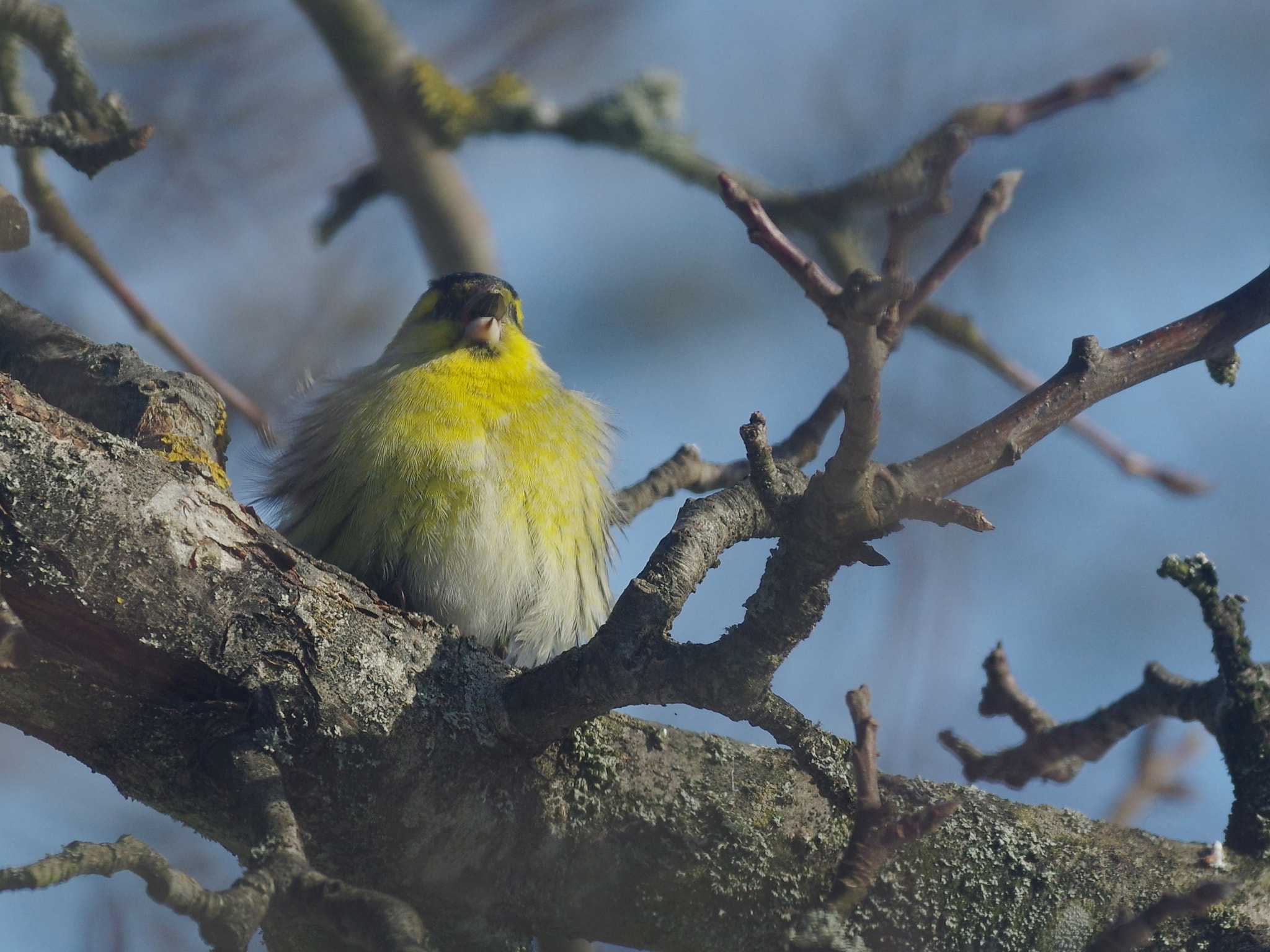 Pentax K-3 sample photo. (carduelis spinus) photography