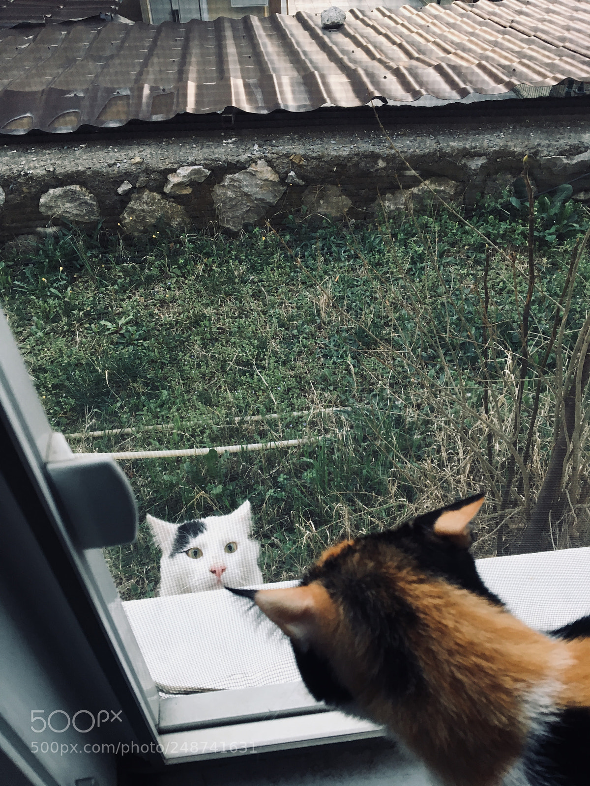 Apple iPhone 6s sample photo. Cats love? photography